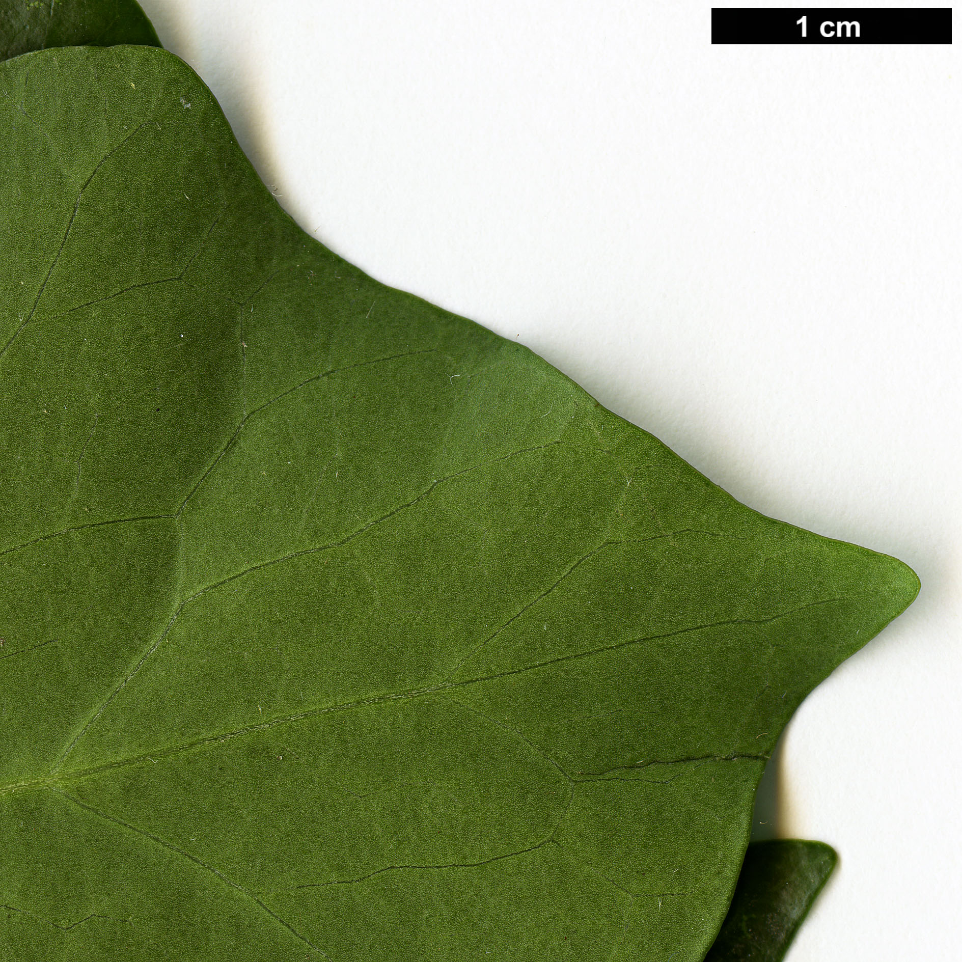 High resolution image: Family: Araliaceae - Genus: Hedera - Taxon: hibernica