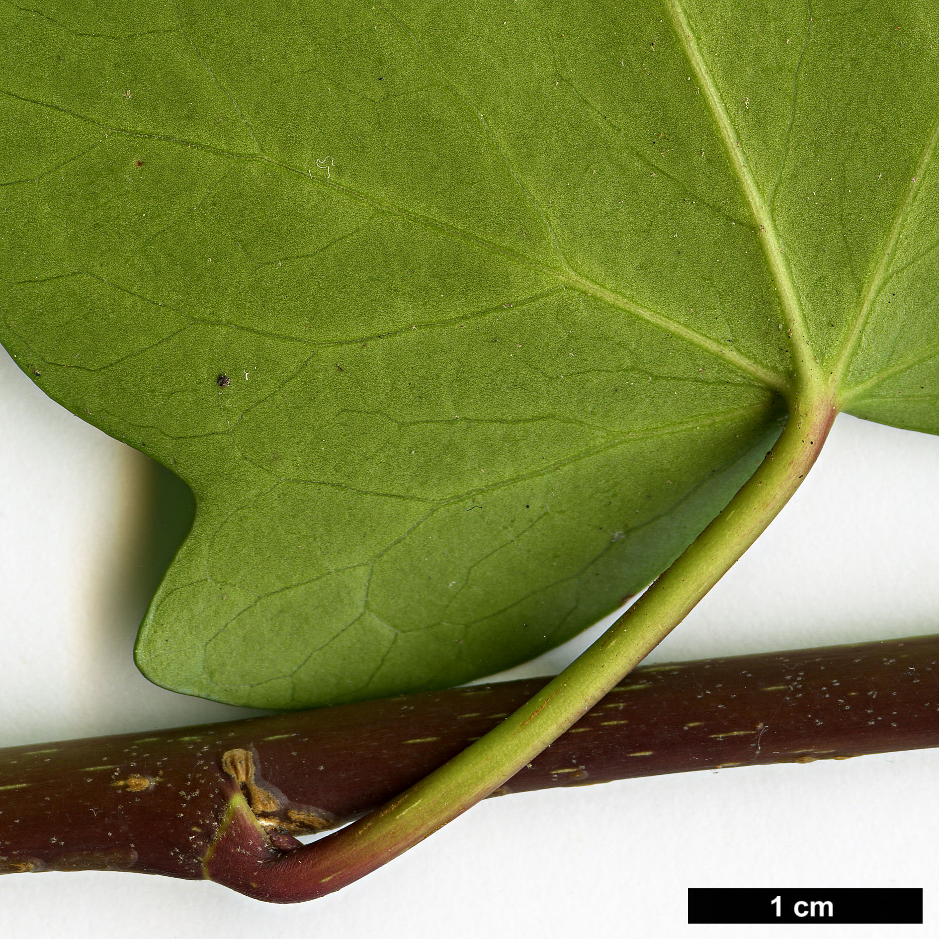 High resolution image: Family: Araliaceae - Genus: Hedera - Taxon: maroccana