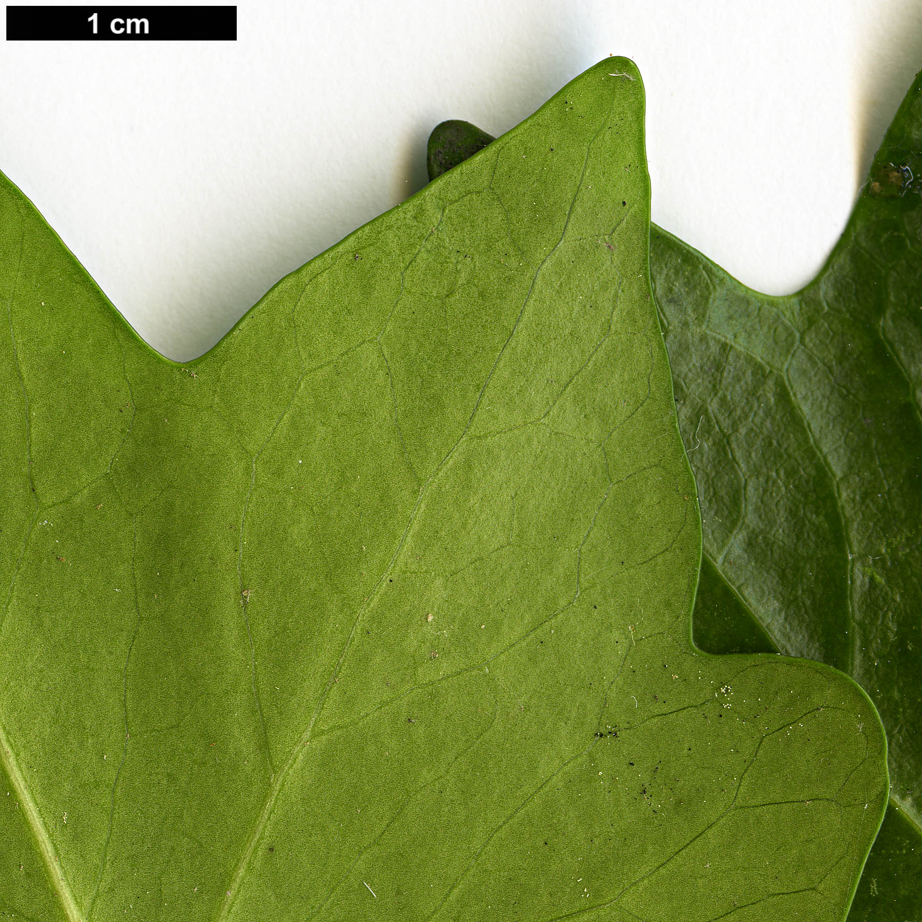 High resolution image: Family: Araliaceae - Genus: Hedera - Taxon: maroccana