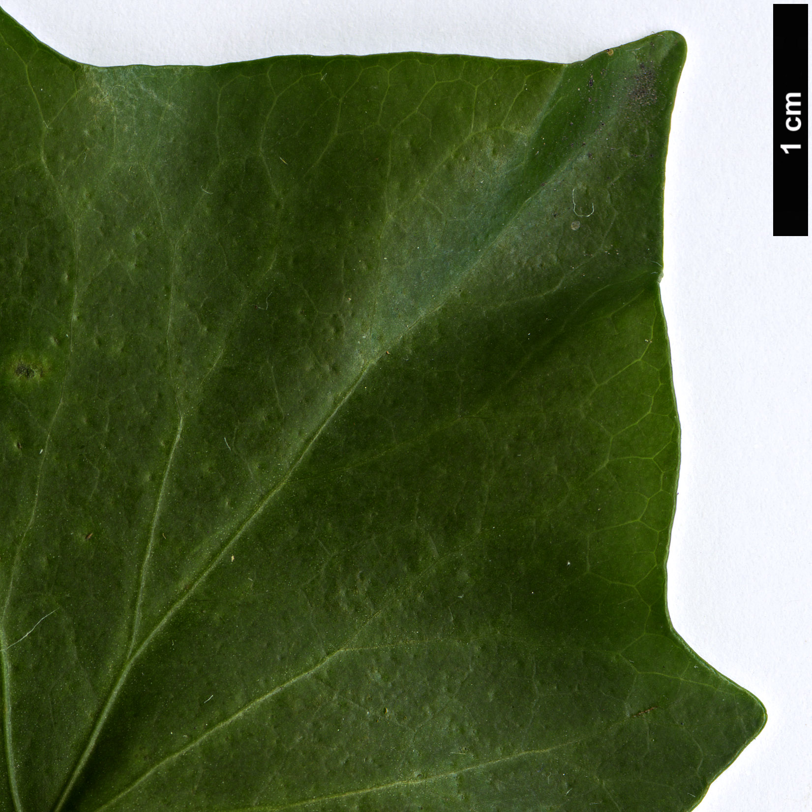 High resolution image: Family: Araliaceae - Genus: Hedera - Taxon: rhombea