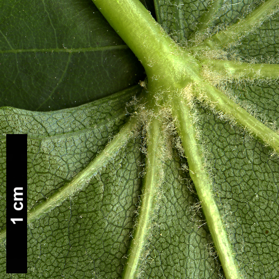 High resolution image: Family: Araliaceae - Genus: Kalopanax - Taxon: septemlobus