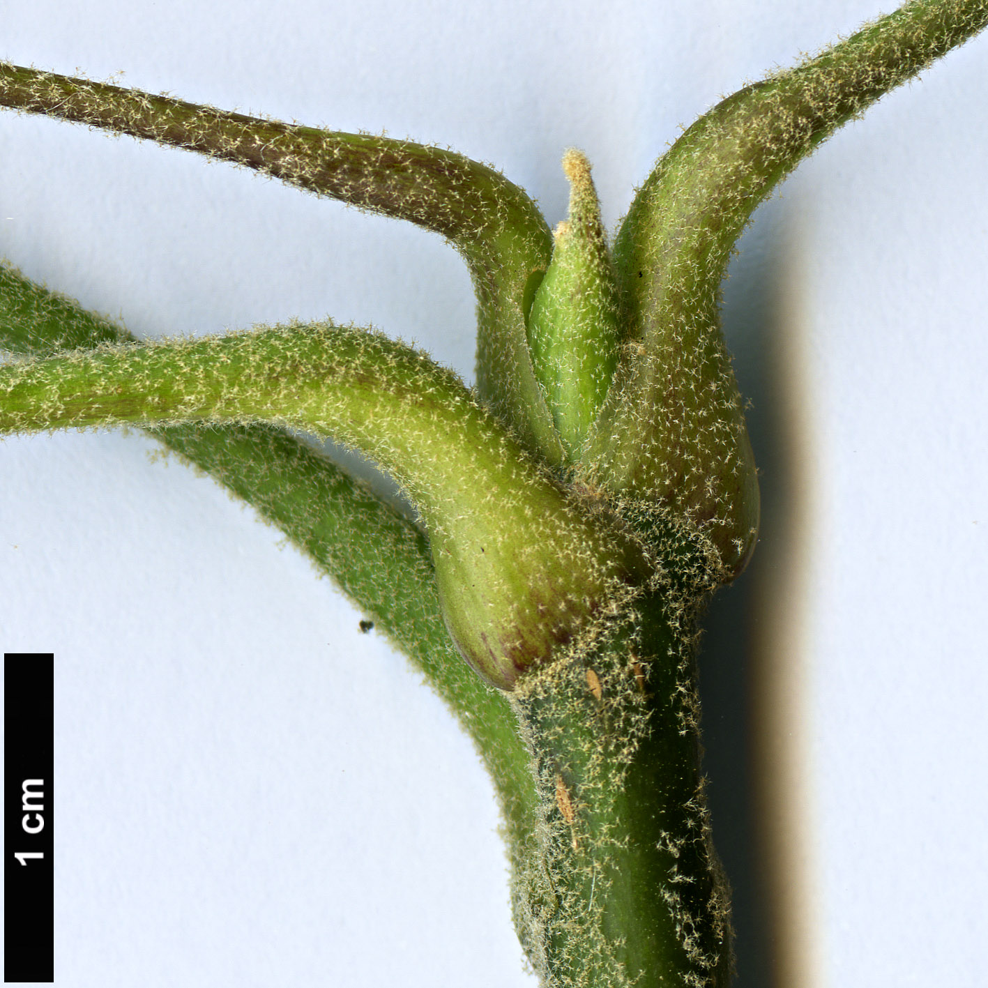 High resolution image: Family: Araliaceae - Genus: Merrilliopanax - Taxon: alpinus
