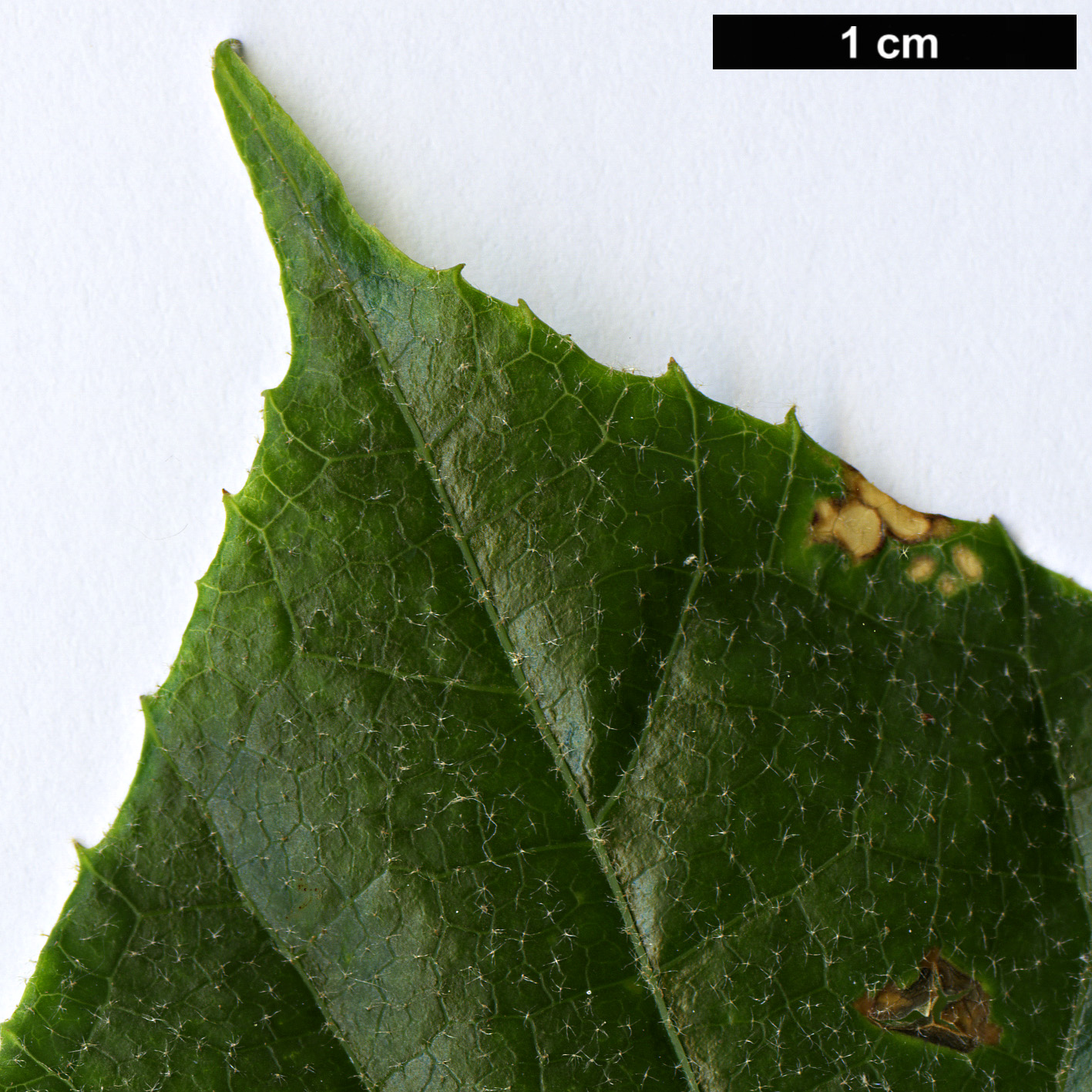 High resolution image: Family: Araliaceae - Genus: Merrilliopanax - Taxon: alpinus