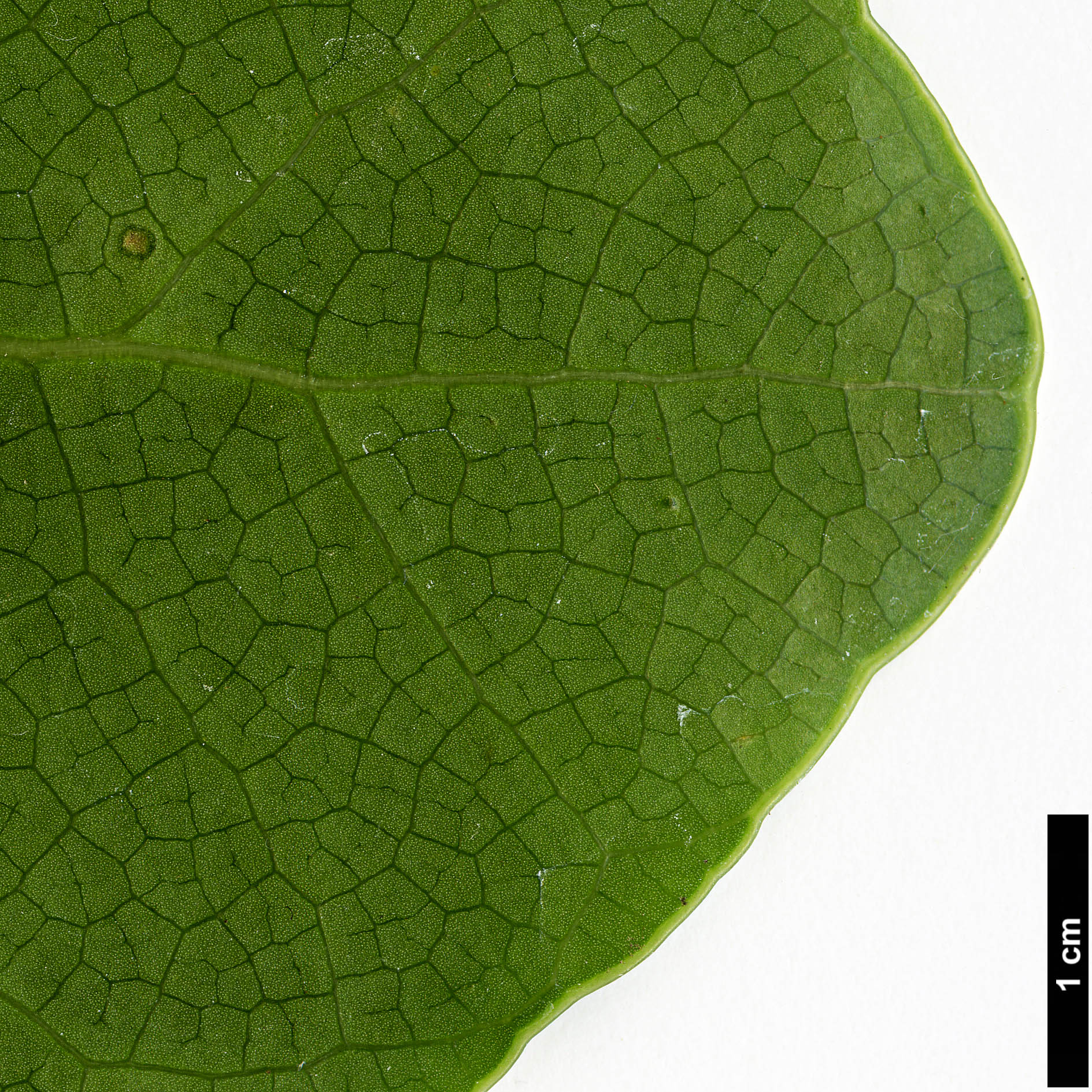 High resolution image: Family: Araliaceae - Genus: Meryta - Taxon: sinclairii