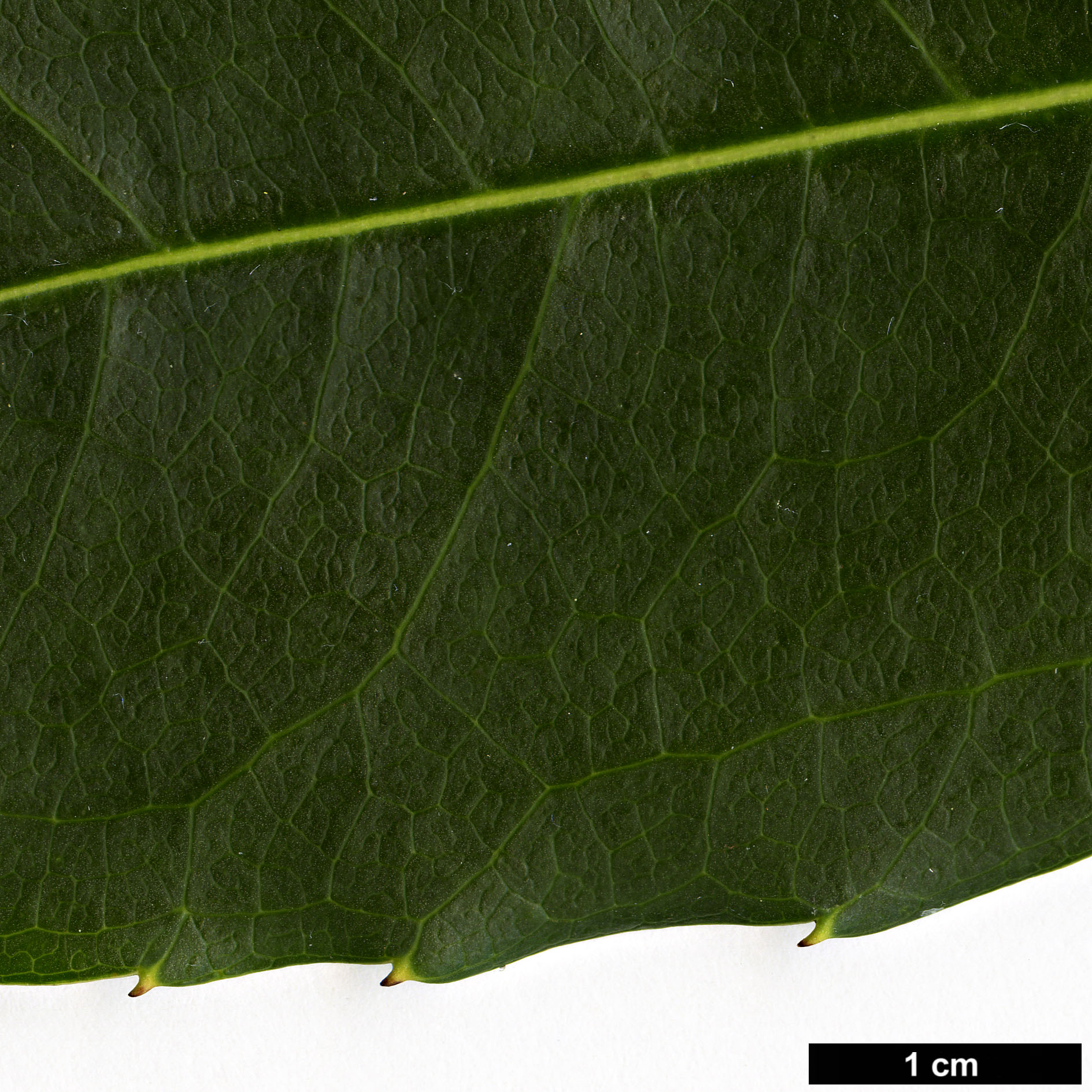 High resolution image: Family: Araliaceae - Genus: Metapanax - Taxon: davidii