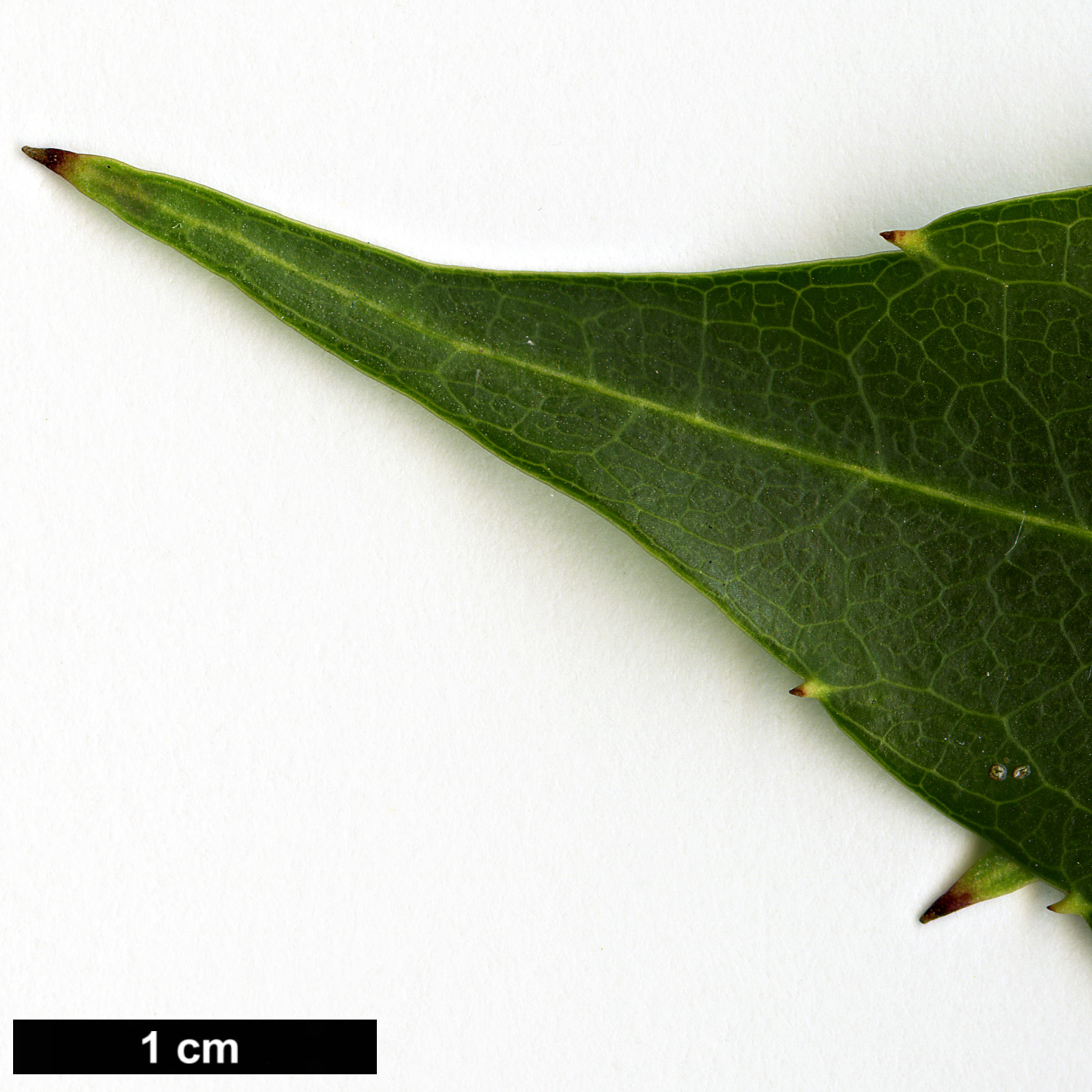 High resolution image: Family: Araliaceae - Genus: Metapanax - Taxon: davidii