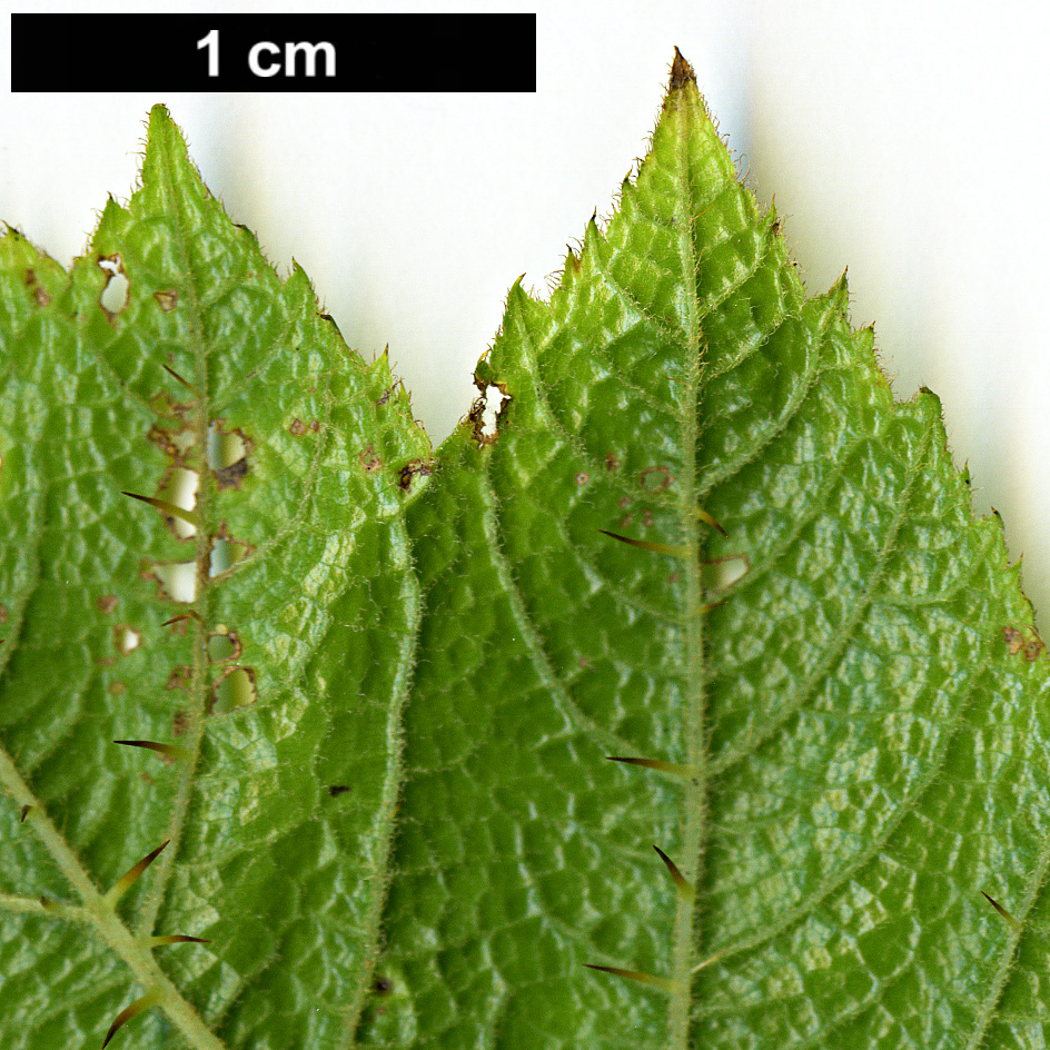 High resolution image: Family: Araliaceae - Genus: Oplopanax - Taxon: horridus