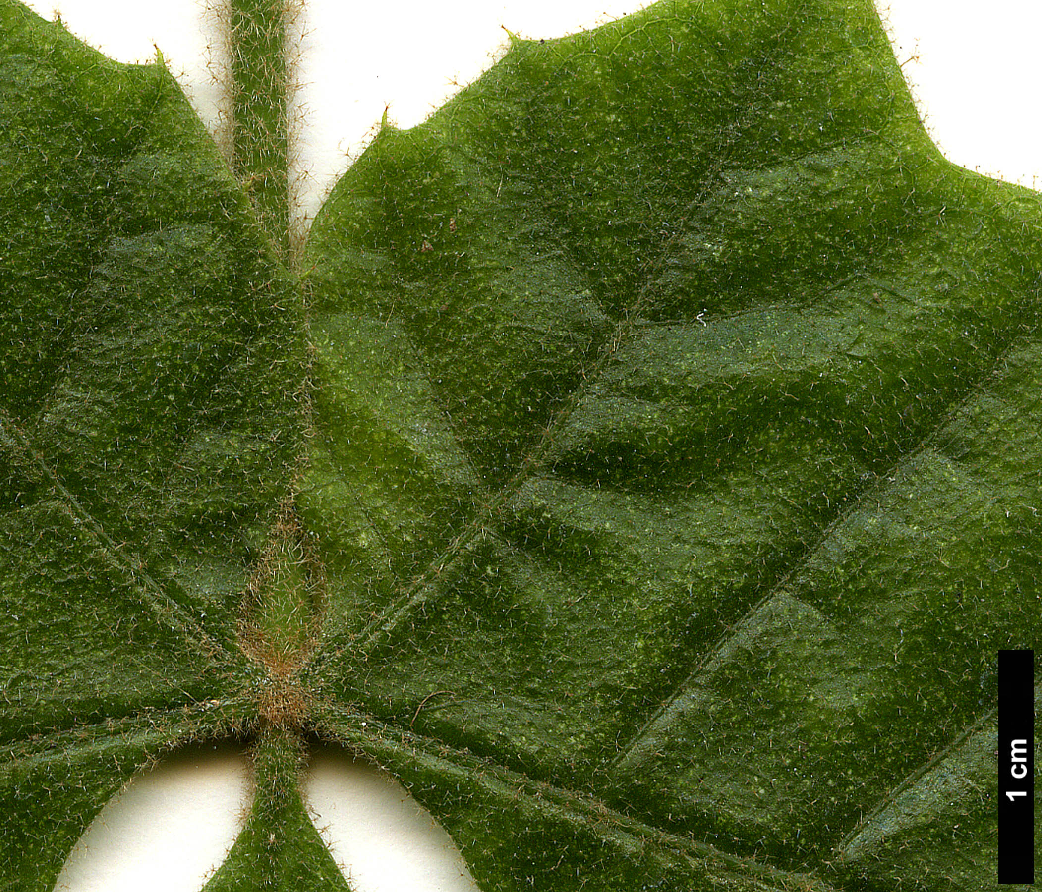 High resolution image: Family: Araliaceae - Genus: Oreopanax - Taxon: echinops