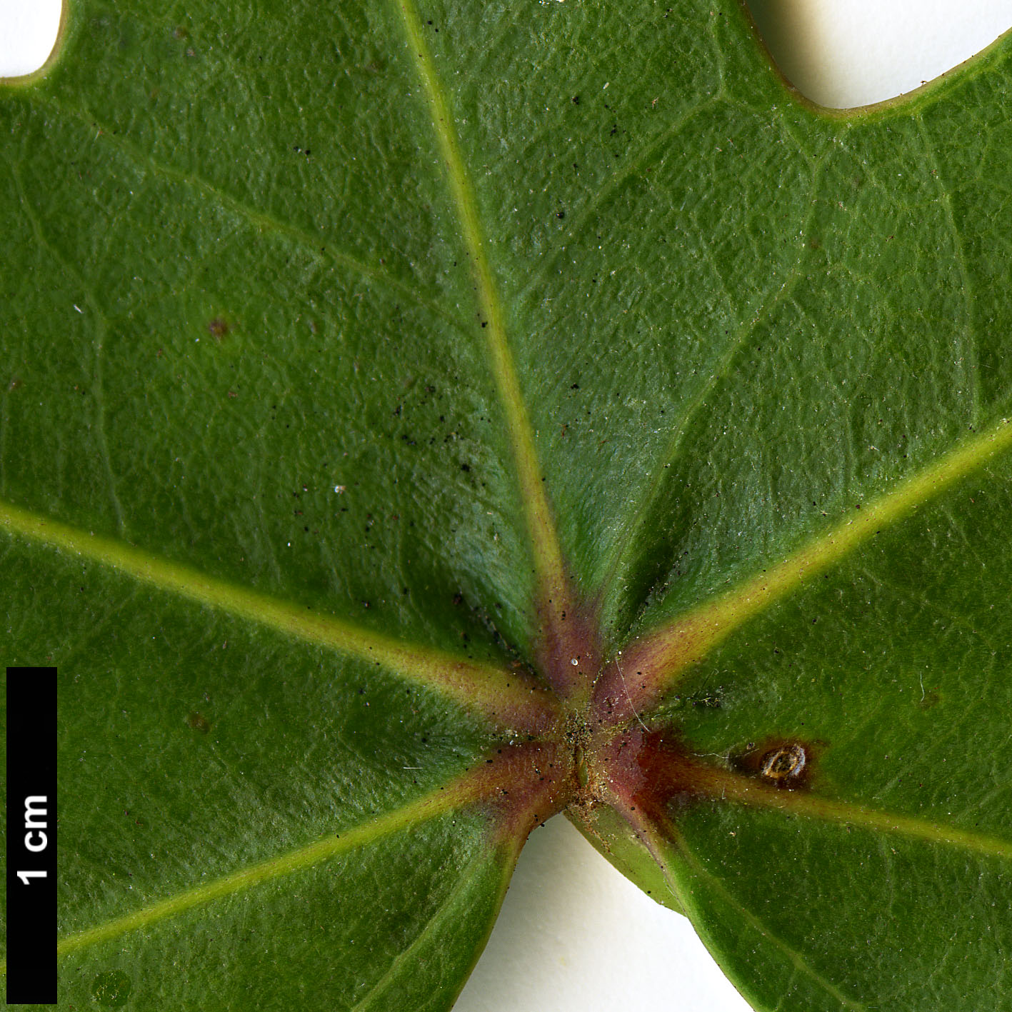 High resolution image: Family: Araliaceae - Genus: Oreopanax - Taxon: peltatus