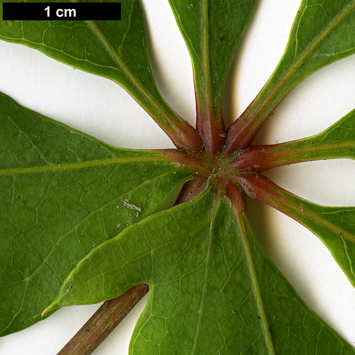 High resolution image: Family: Araliaceae - Genus: Oreopanax - Taxon: xalapensis