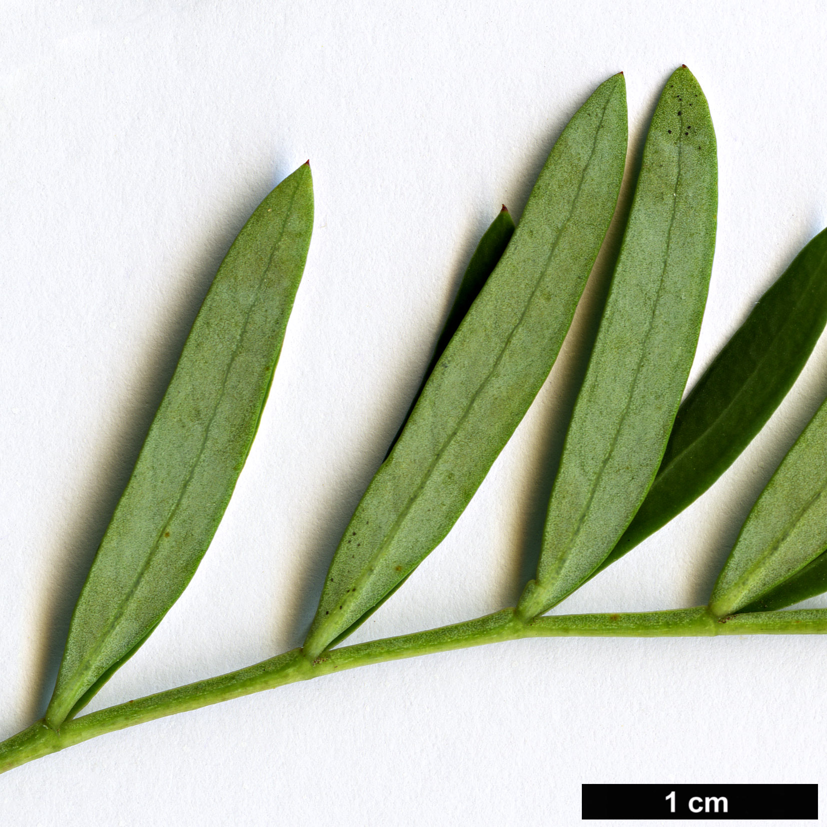 High resolution image: Family: Araliaceae - Genus: Polyscias - Taxon: sambucifolia