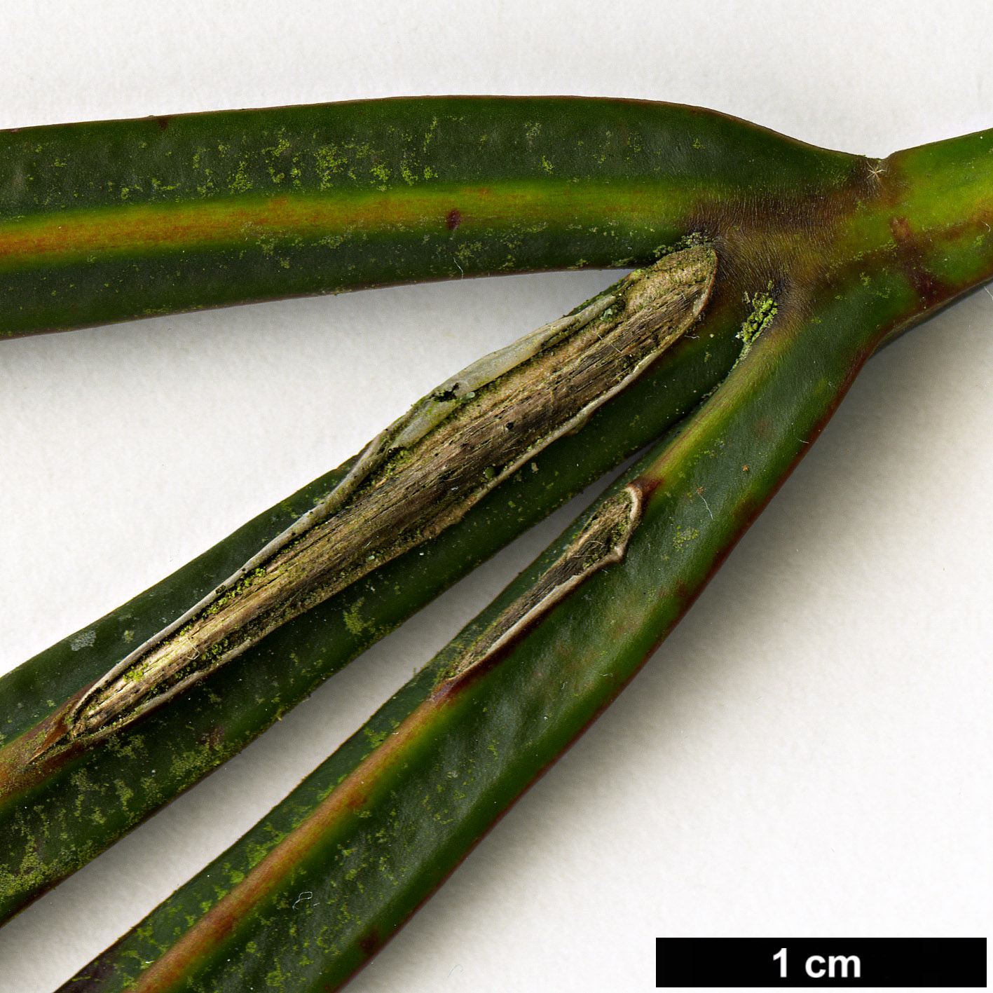 High resolution image: Family: Araliaceae - Genus: Pseudopanax - Taxon: crassifolius