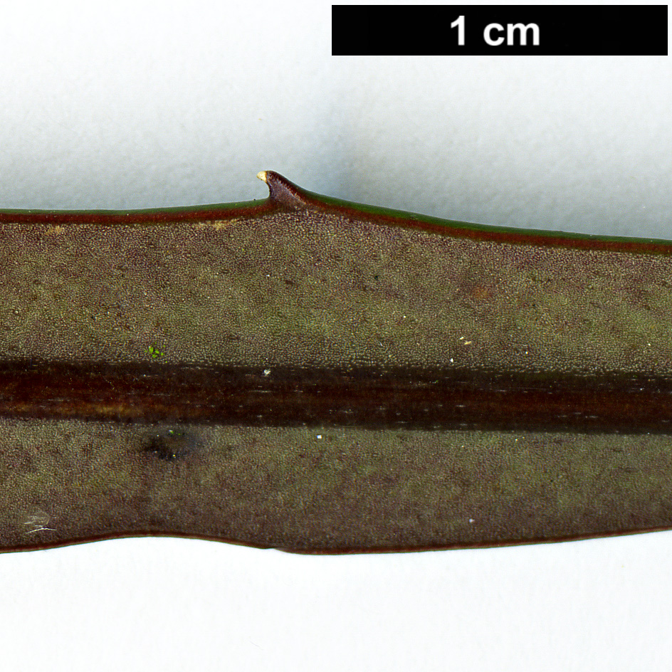 High resolution image: Family: Araliaceae - Genus: Pseudopanax - Taxon: crassifolius