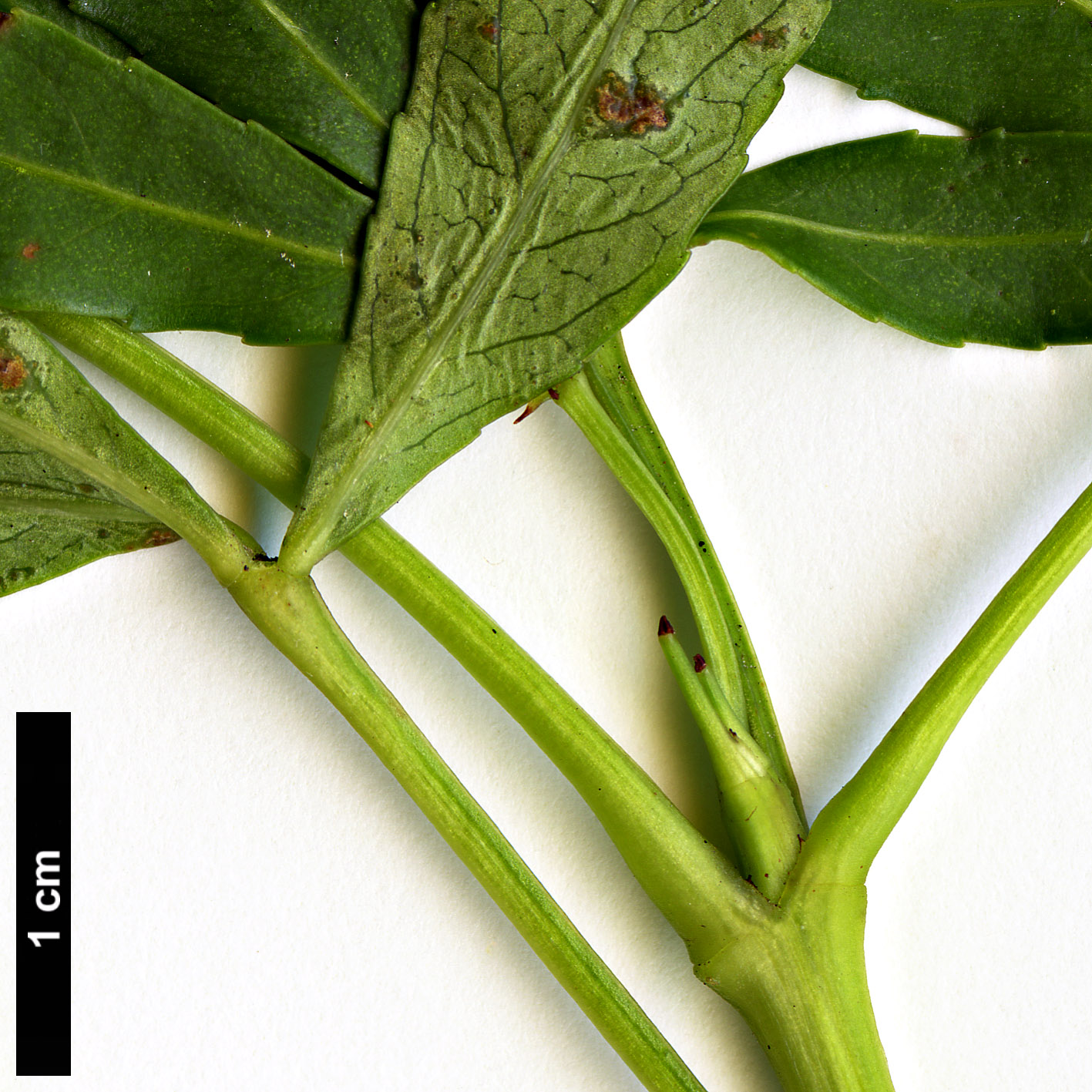 High resolution image: Family: Araliaceae - Genus: Raukaua - Taxon: laetevirens
