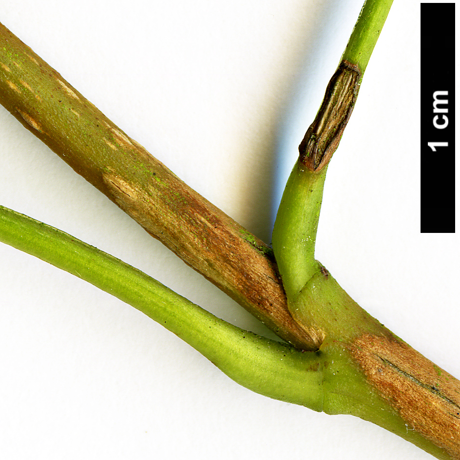 High resolution image: Family: Araliaceae - Genus: Raukaua - Taxon: laetevirens