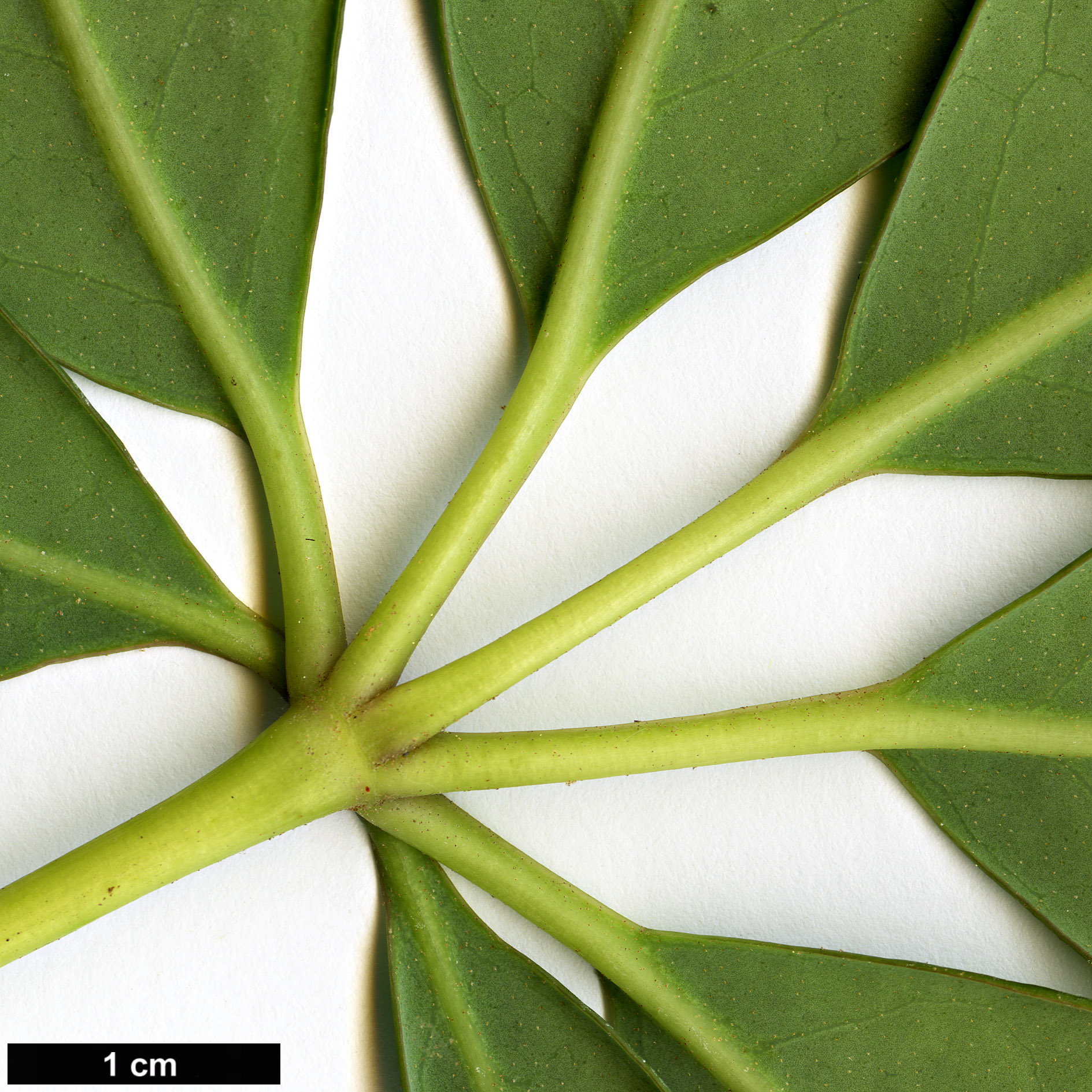 High resolution image: Family: Araliaceae - Genus: Schefflera - Taxon: alpina