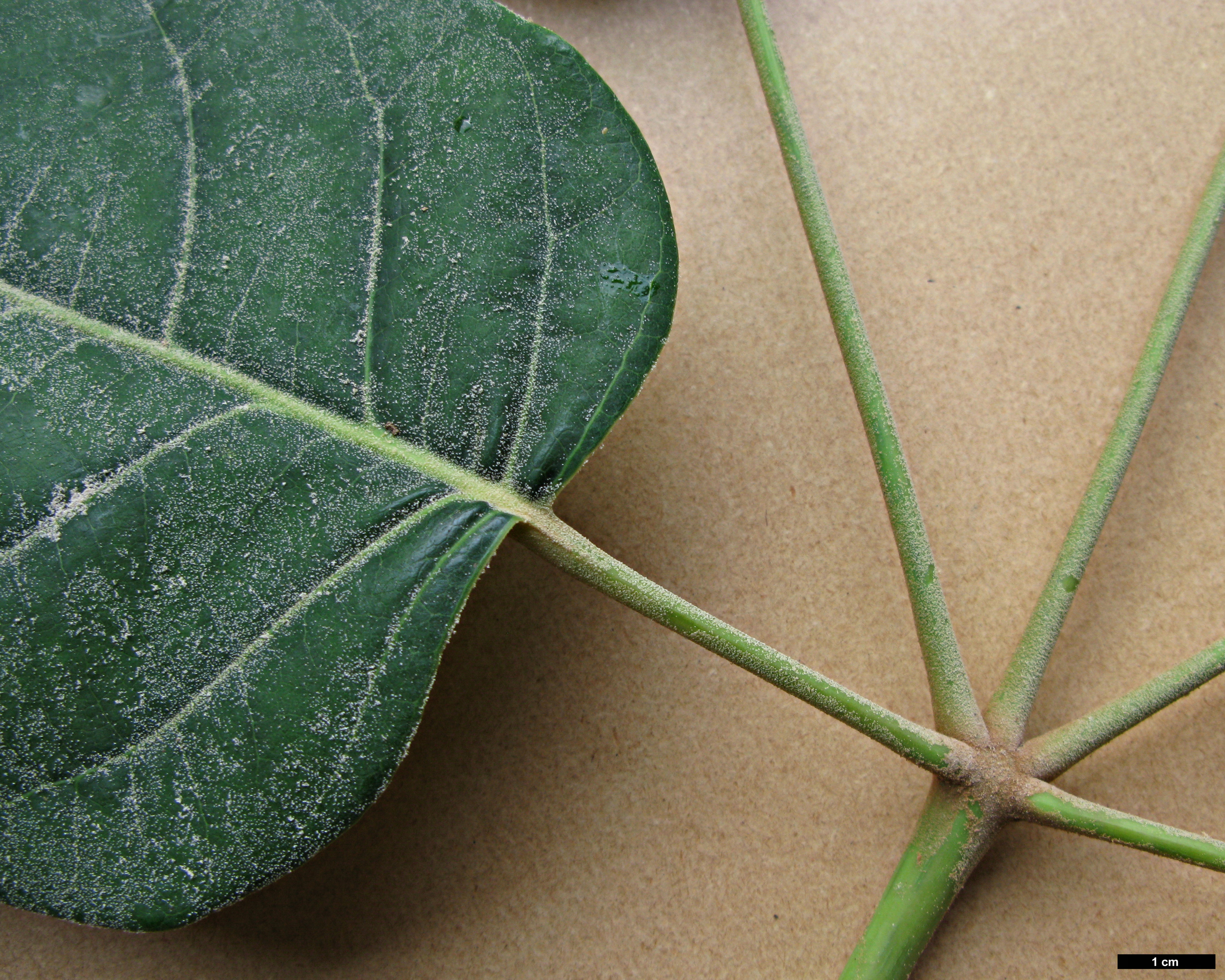 High resolution image: Family: Araliaceae - Genus: Schefflera - Taxon: delavayi