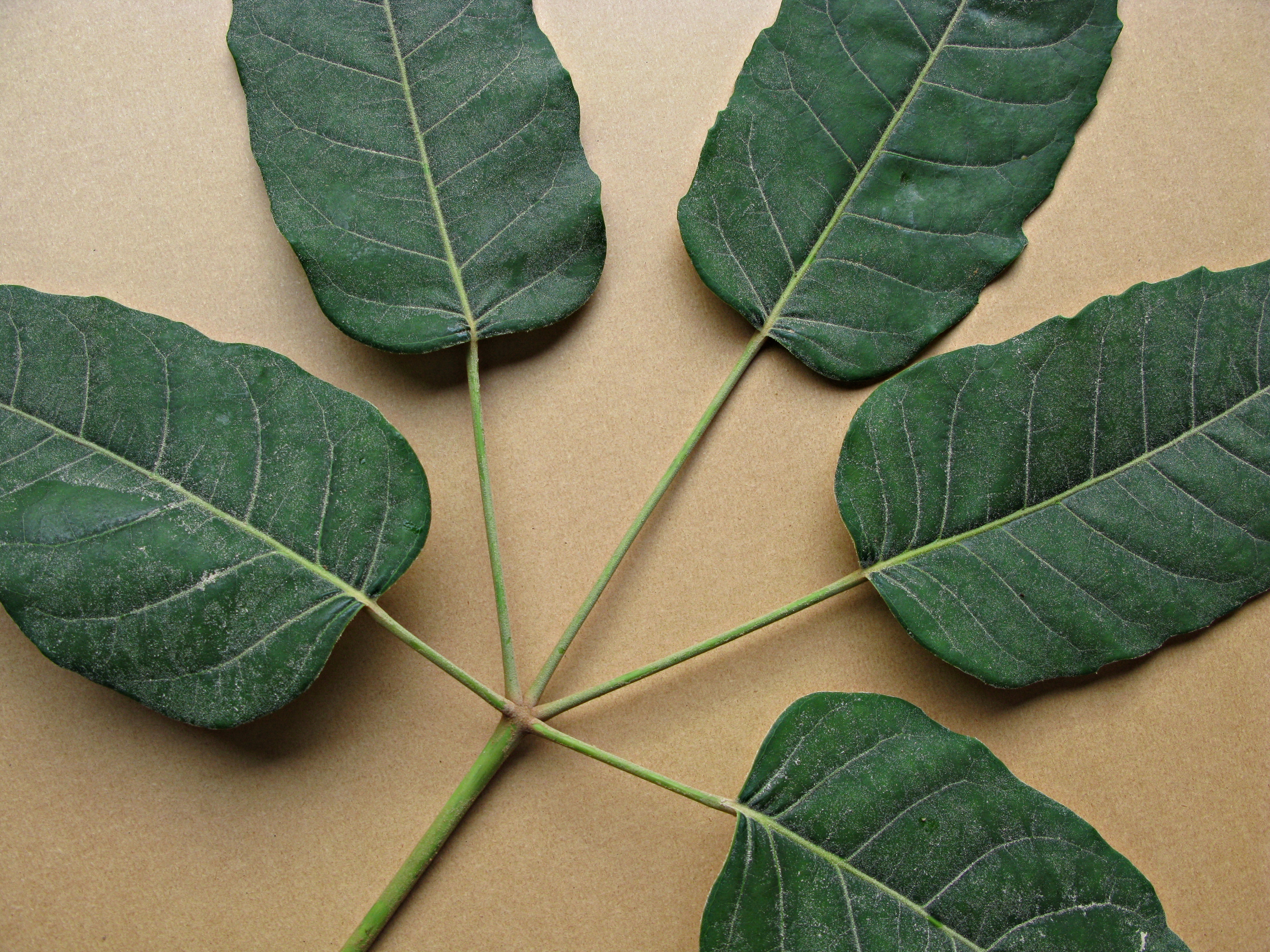 High resolution image: Family: Araliaceae - Genus: Schefflera - Taxon: delavayi