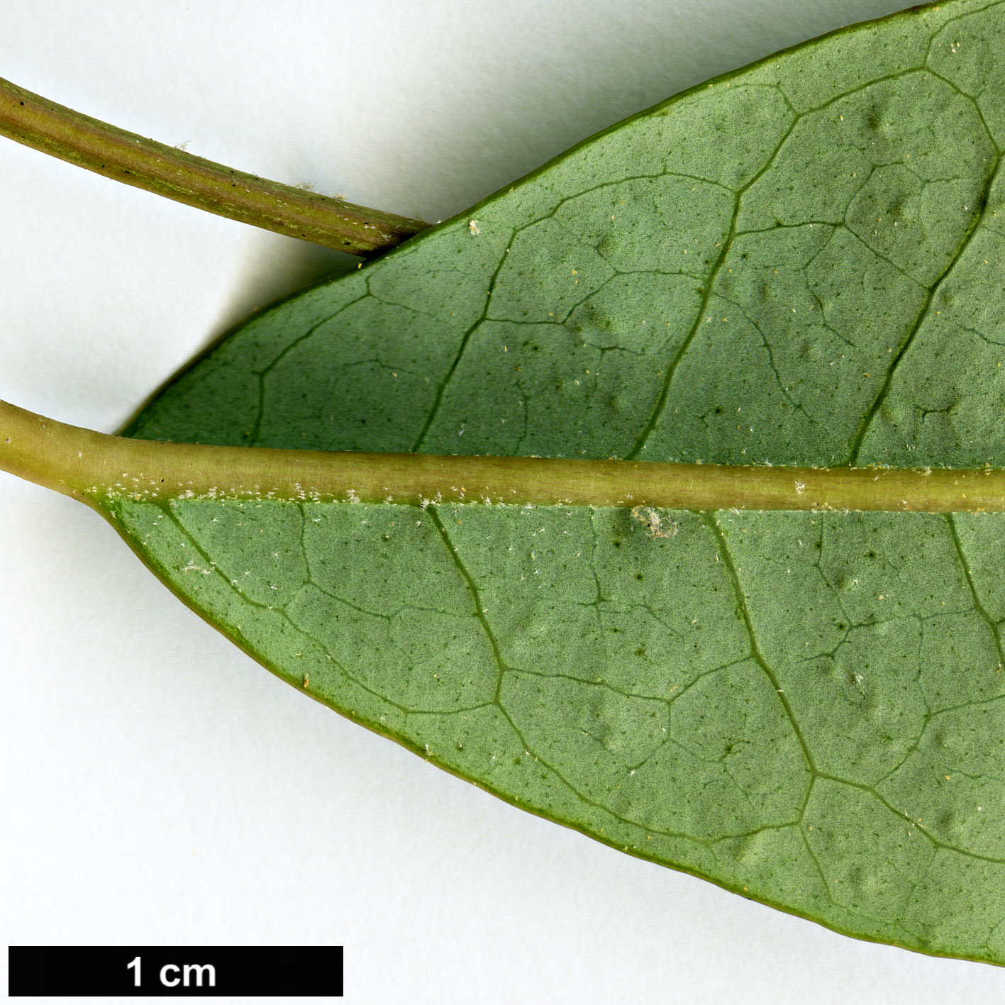 High resolution image: Family: Araliaceae - Genus: Schefflera - Taxon: enneaphylla