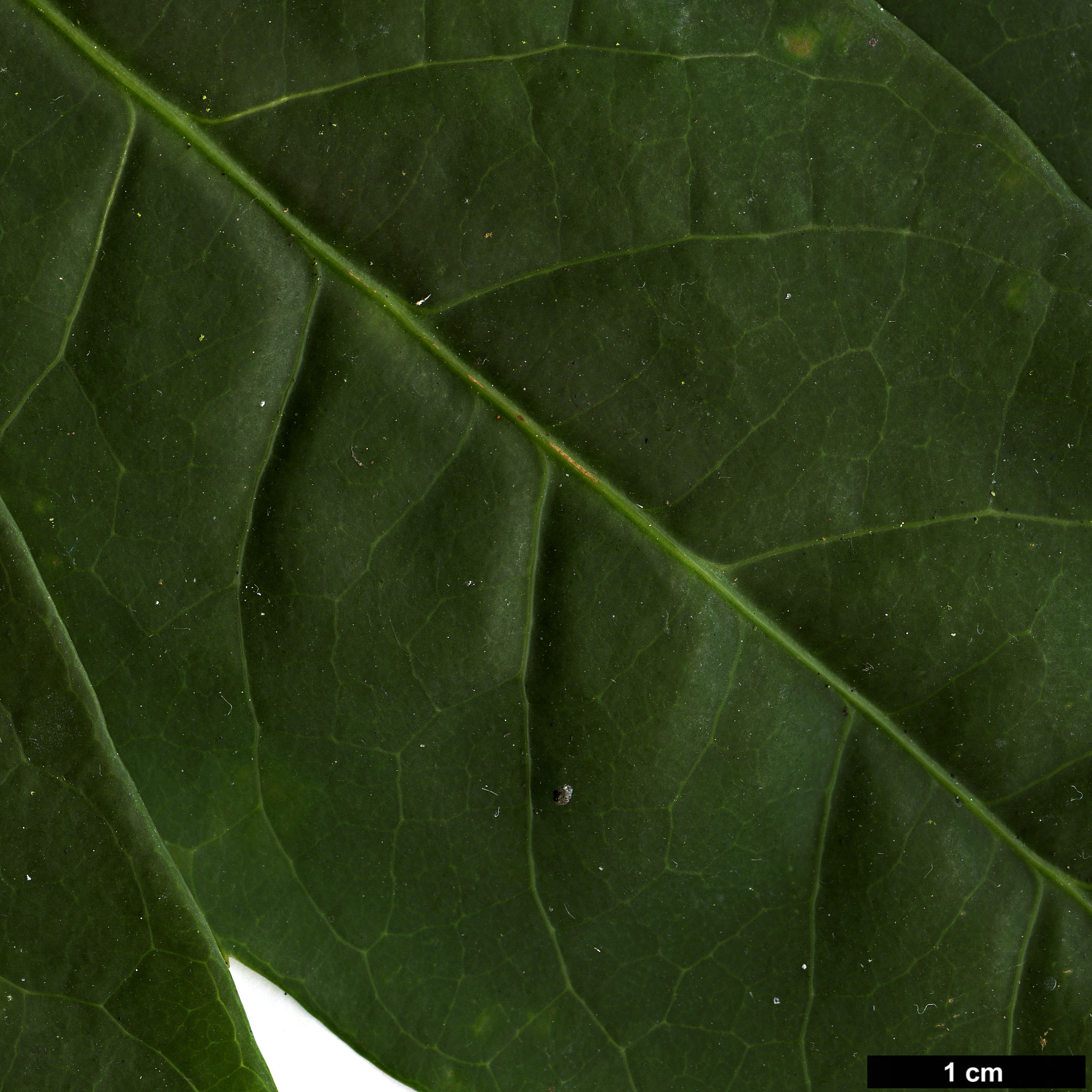 High resolution image: Family: Araliaceae - Genus: Schefflera - Taxon: fantsipanensis