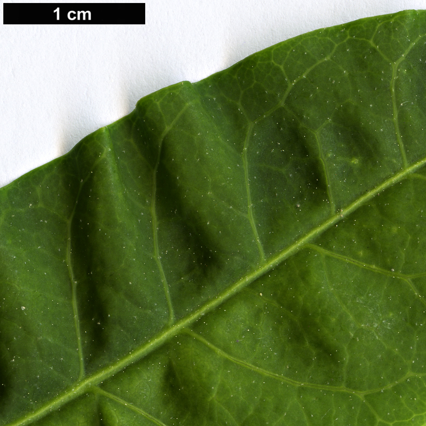 High resolution image: Family: Araliaceae - Genus: Schefflera - Taxon: gracilis