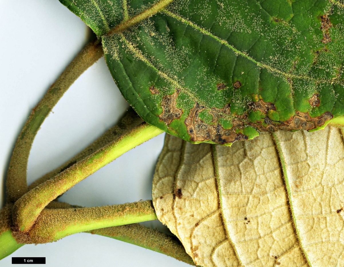 High resolution image: Family: Araliaceae - Genus: Schefflera - Taxon: macrophylla