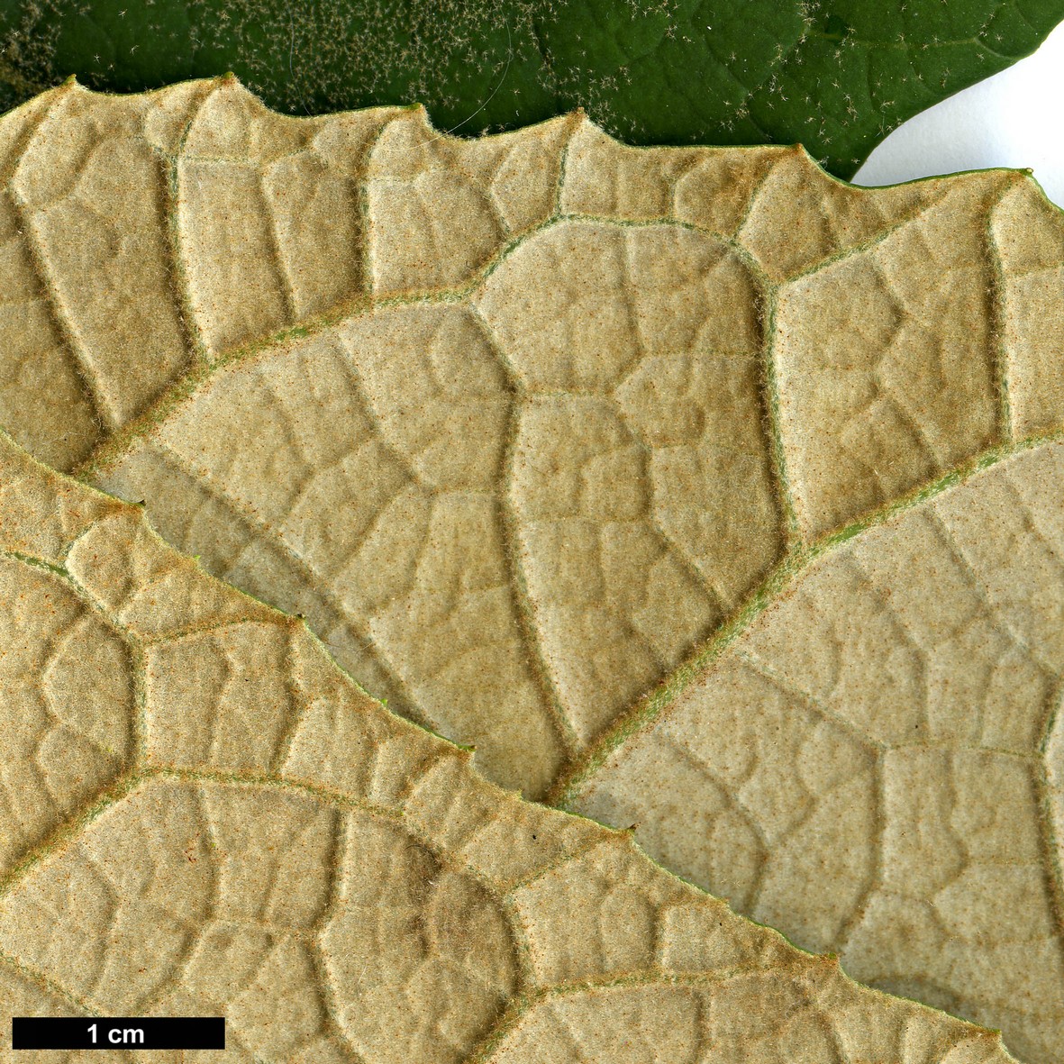 High resolution image: Family: Araliaceae - Genus: Schefflera - Taxon: macrophylla