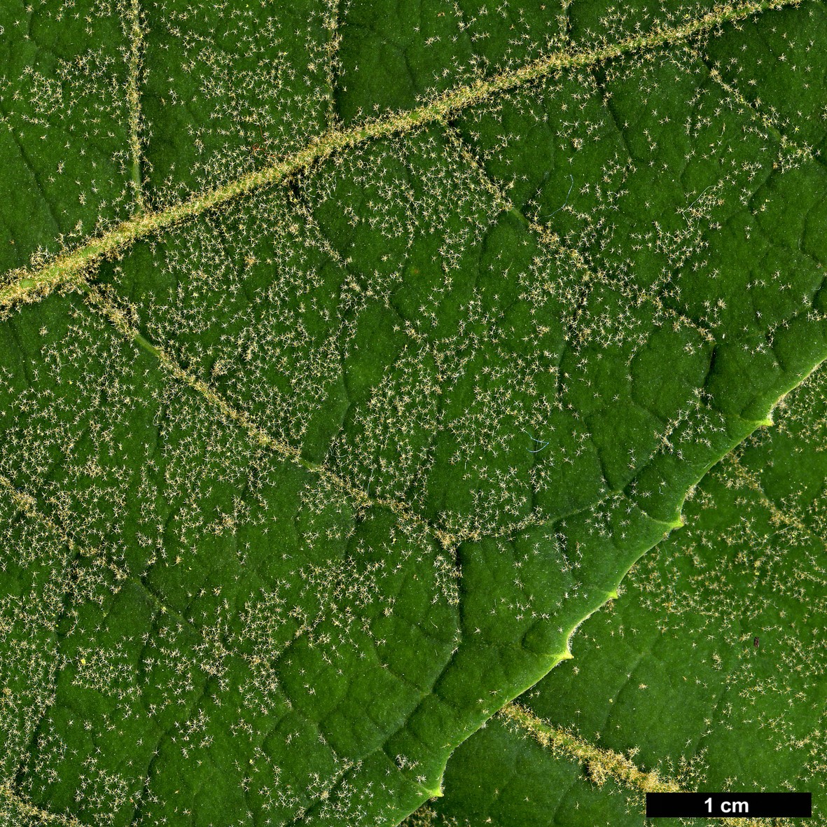 High resolution image: Family: Araliaceae - Genus: Schefflera - Taxon: macrophylla