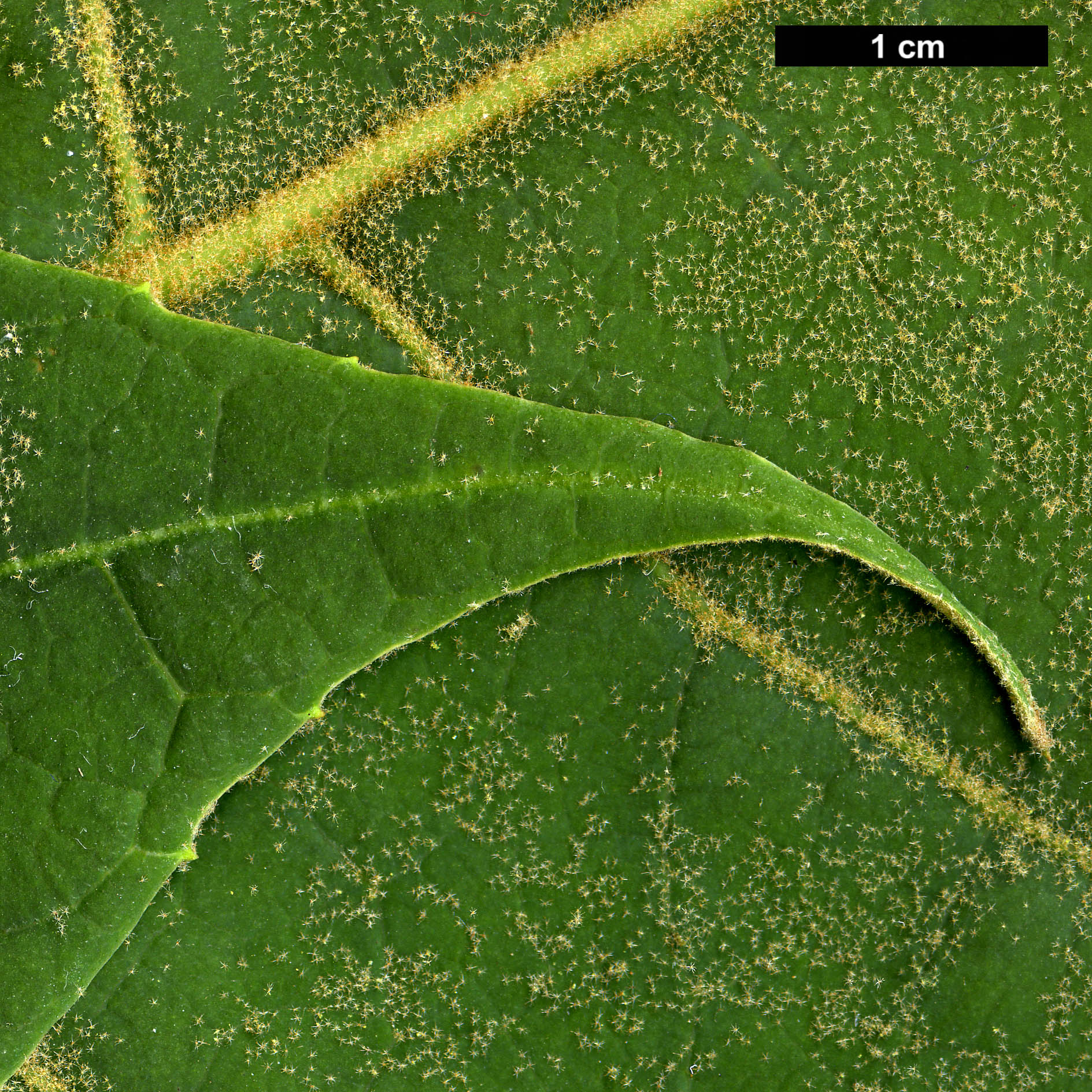 High resolution image: Family: Araliaceae - Genus: Schefflera - Taxon: macrophylla