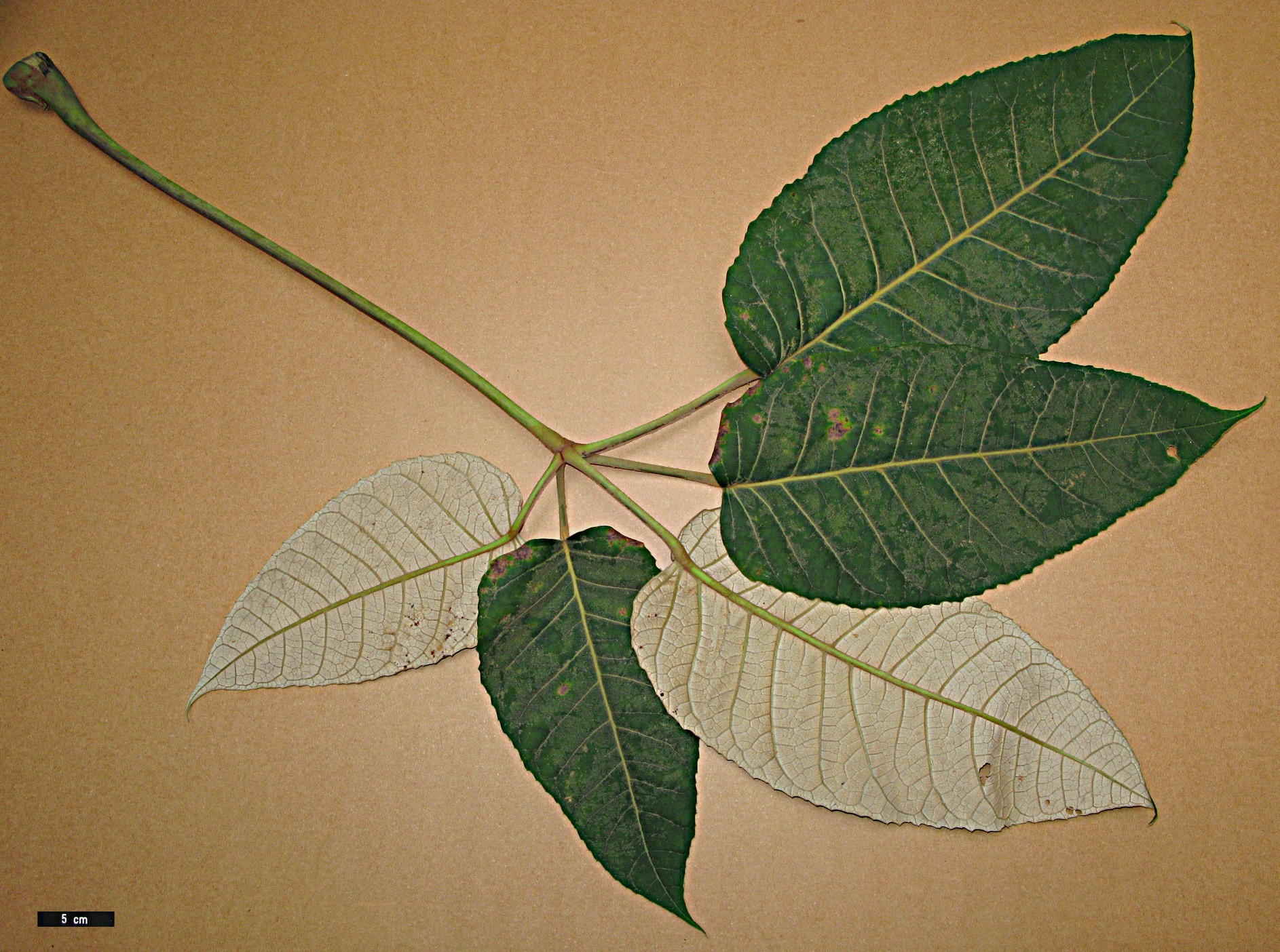 High resolution image: Family: Araliaceae - Genus: Schefflera - Taxon: macrophylla