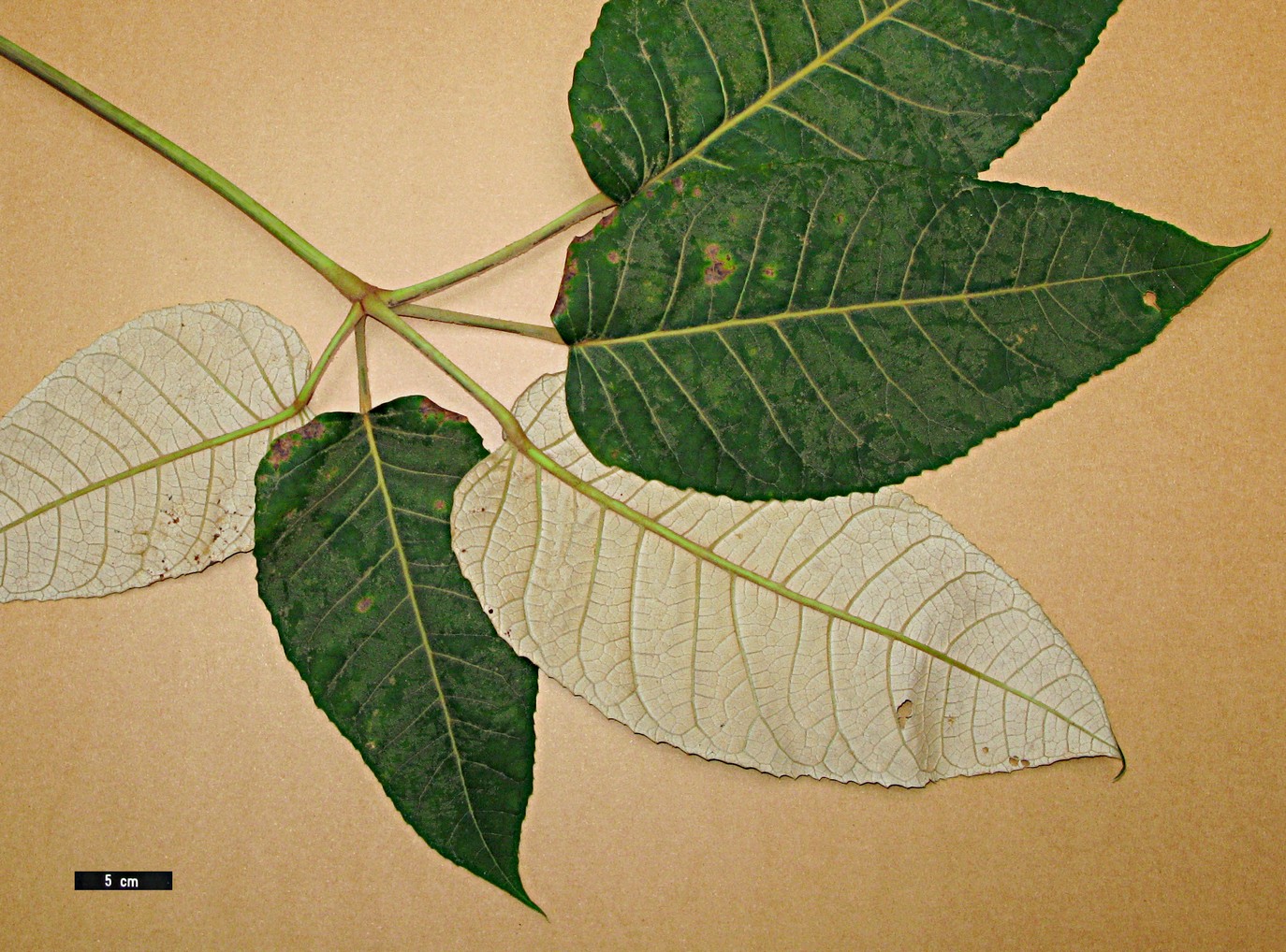 High resolution image: Family: Araliaceae - Genus: Schefflera - Taxon: macrophylla