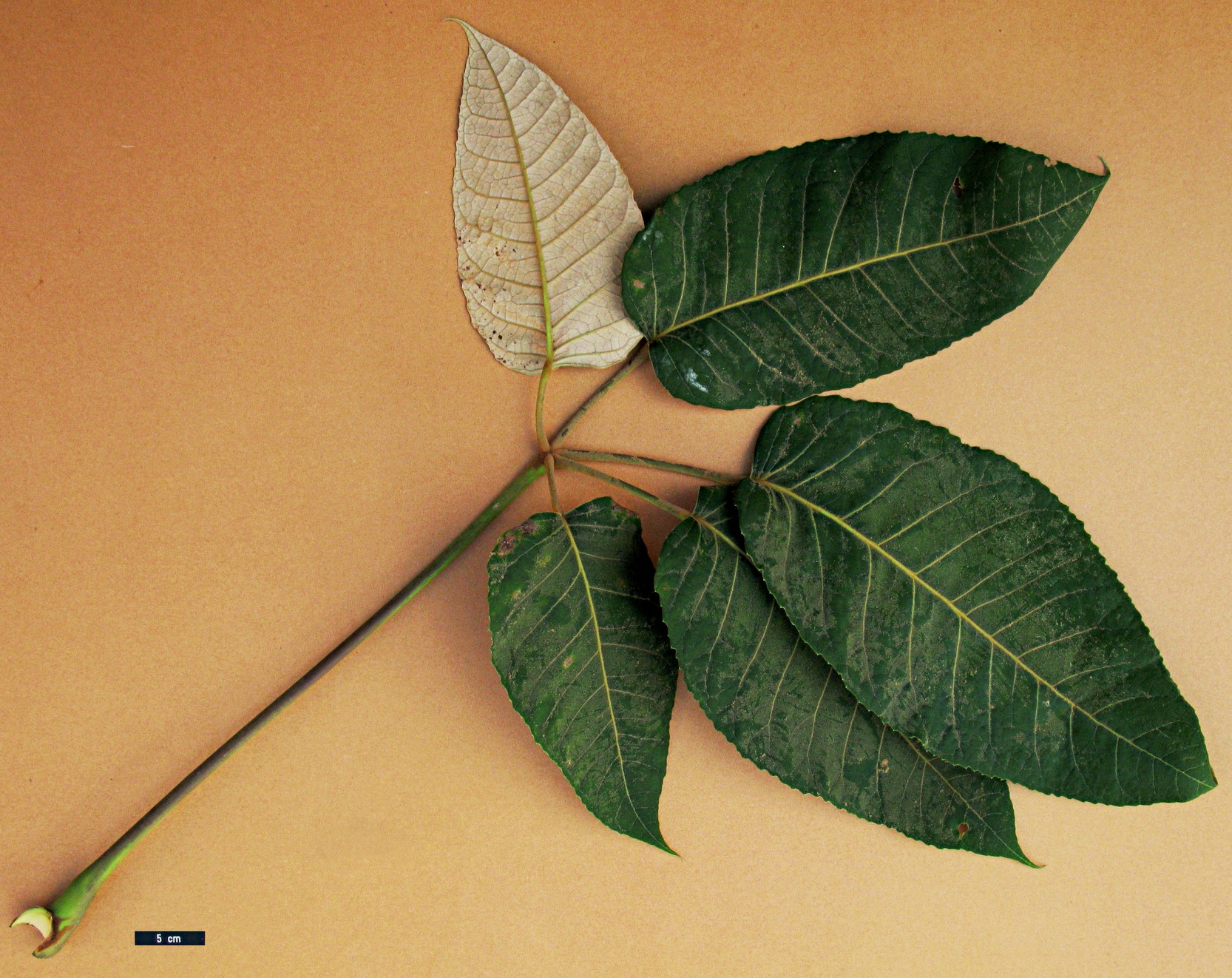 High resolution image: Family: Araliaceae - Genus: Schefflera - Taxon: macrophylla