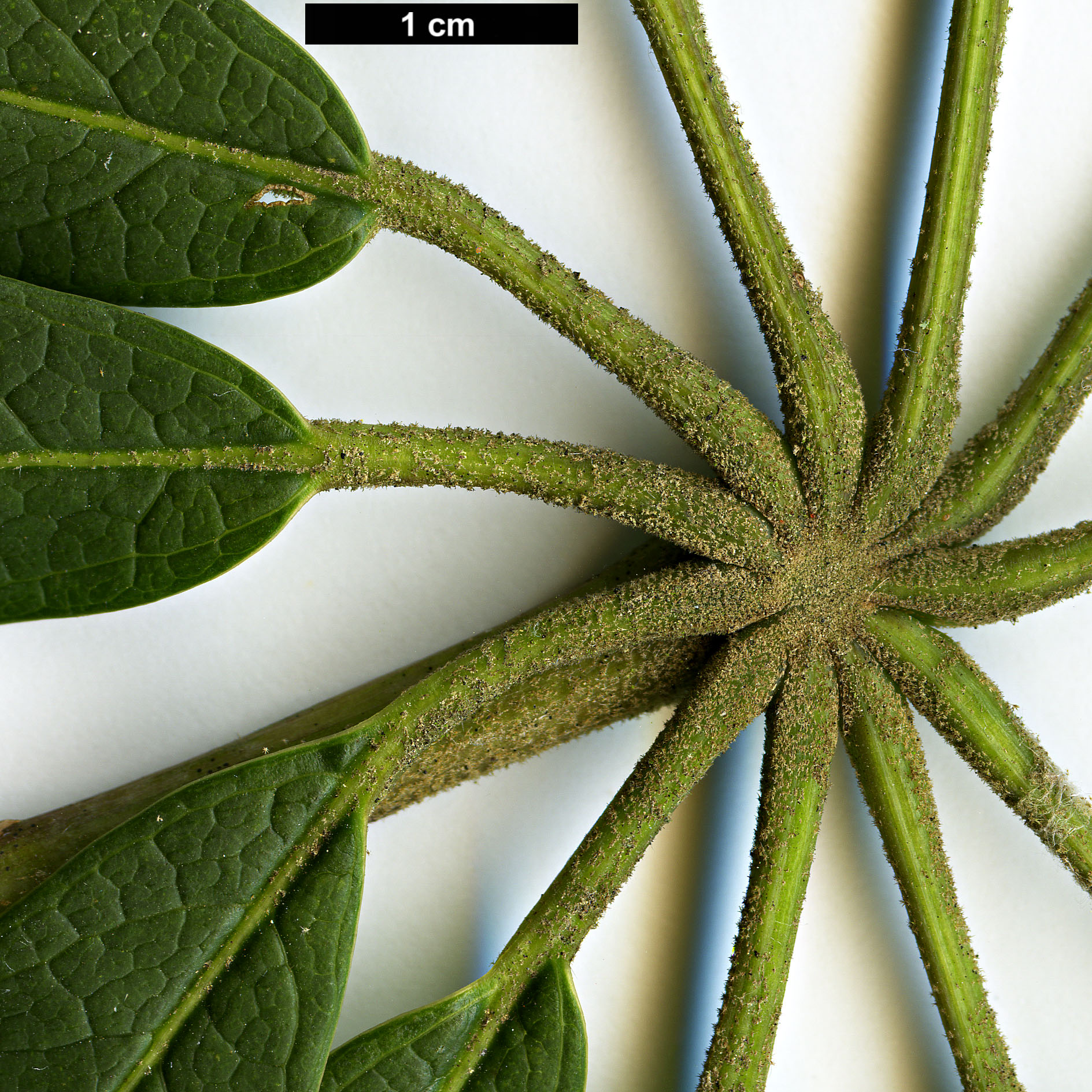 High resolution image: Family: Araliaceae - Genus: Schefflera - Taxon: rhododendrifolia