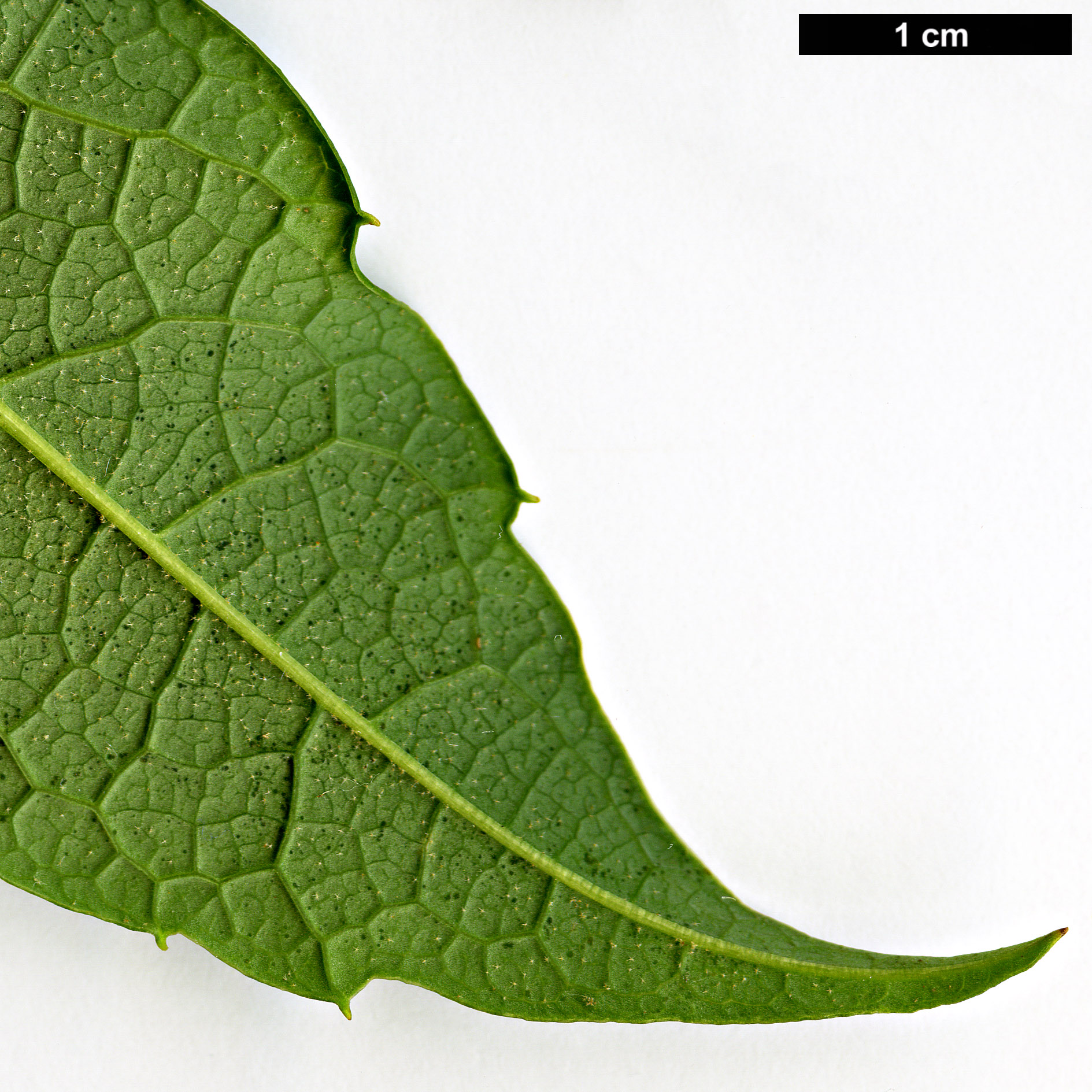 High resolution image: Family: Araliaceae - Genus: Schefflera - Taxon: rhododendrifolia