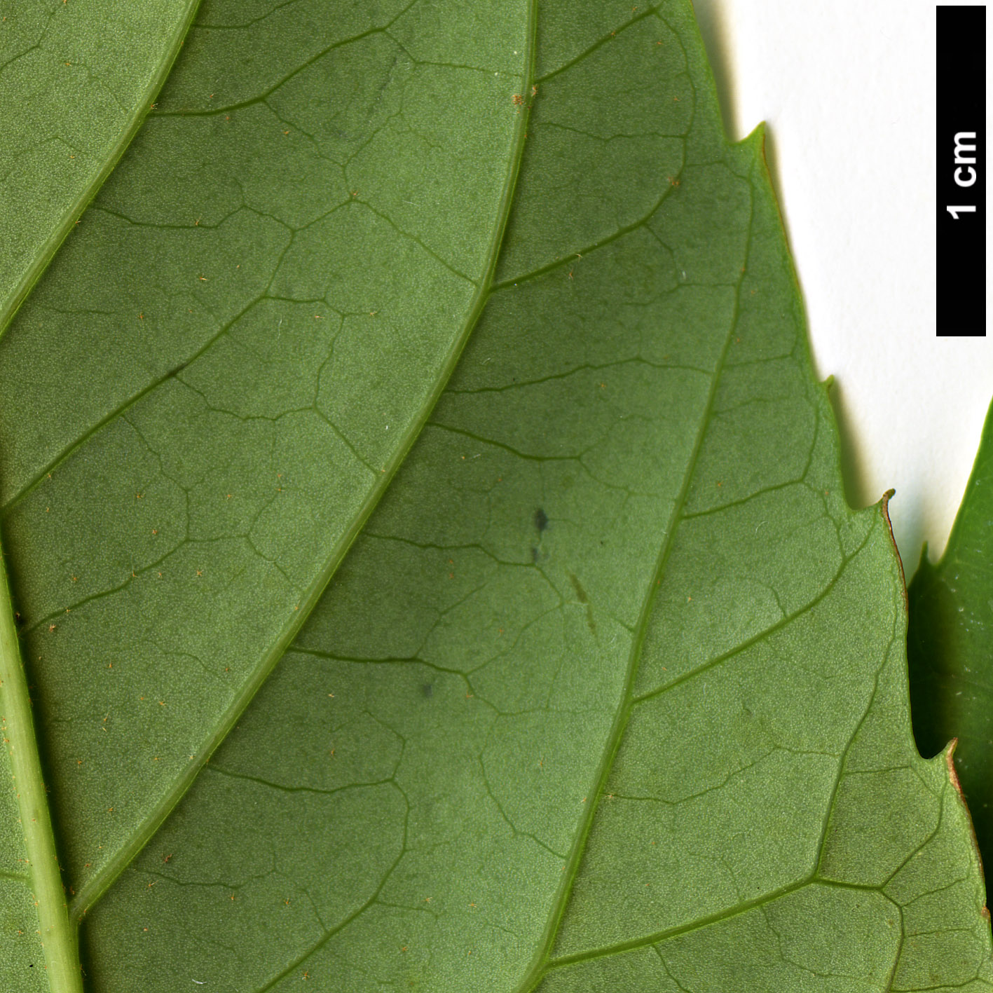 High resolution image: Family: Araliaceae - Genus: Schefflera - Taxon: trevesioides