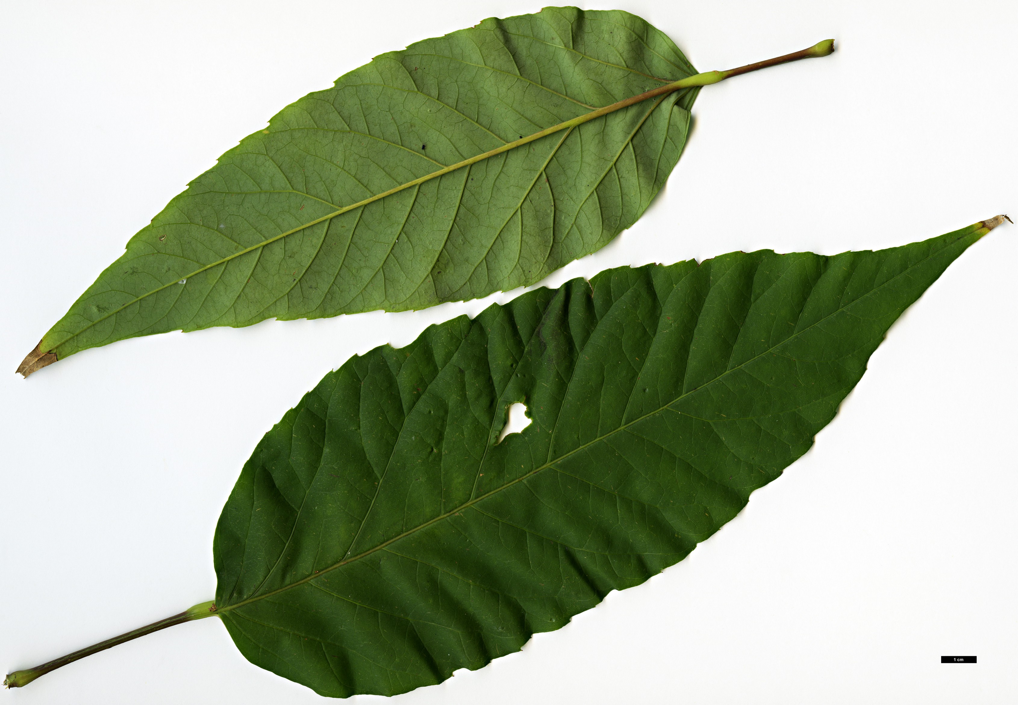 High resolution image: Family: Araliaceae - Genus: Schefflera - Taxon: trevesioides