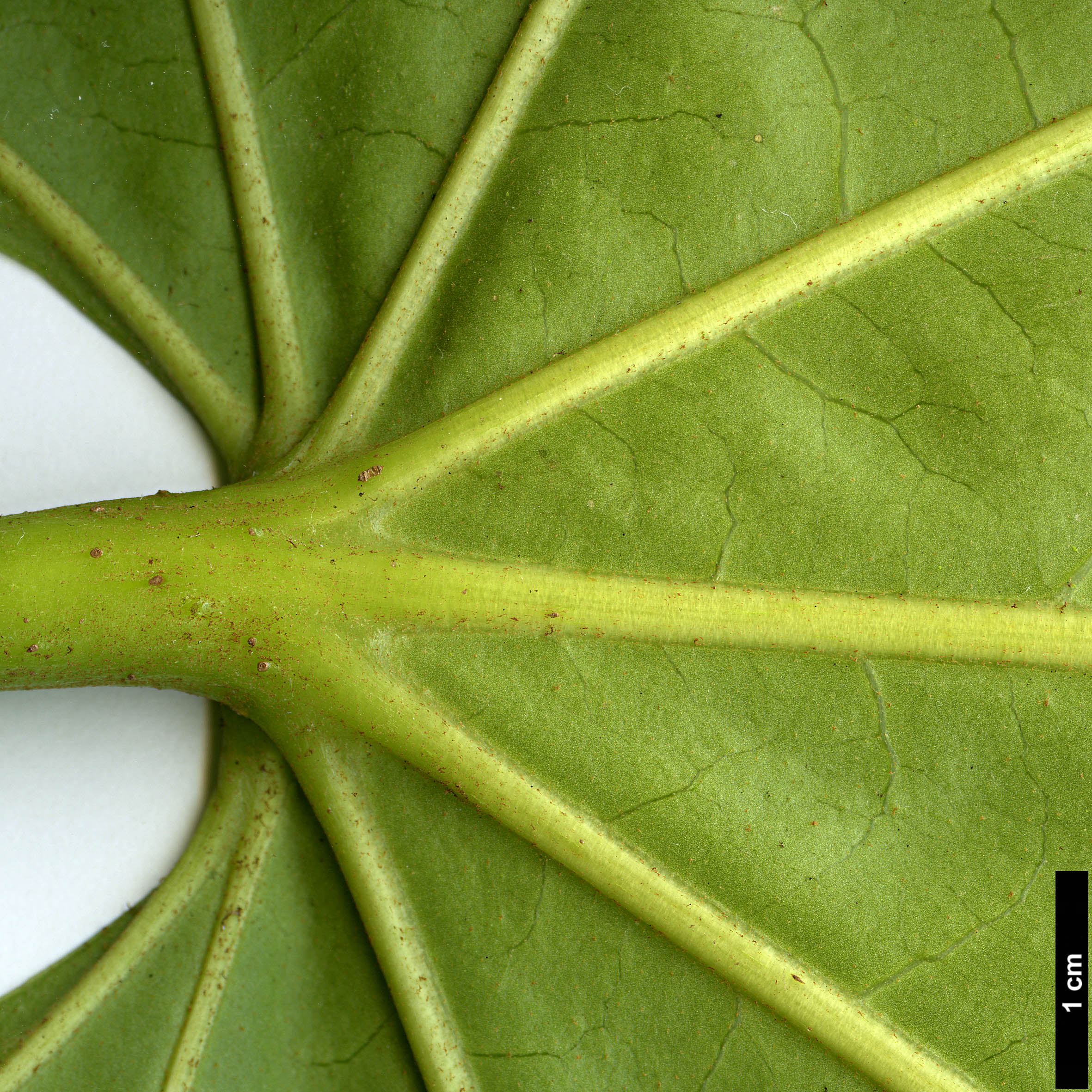 High resolution image: Family: Araliaceae - Genus: Trevesia - Taxon: palmata