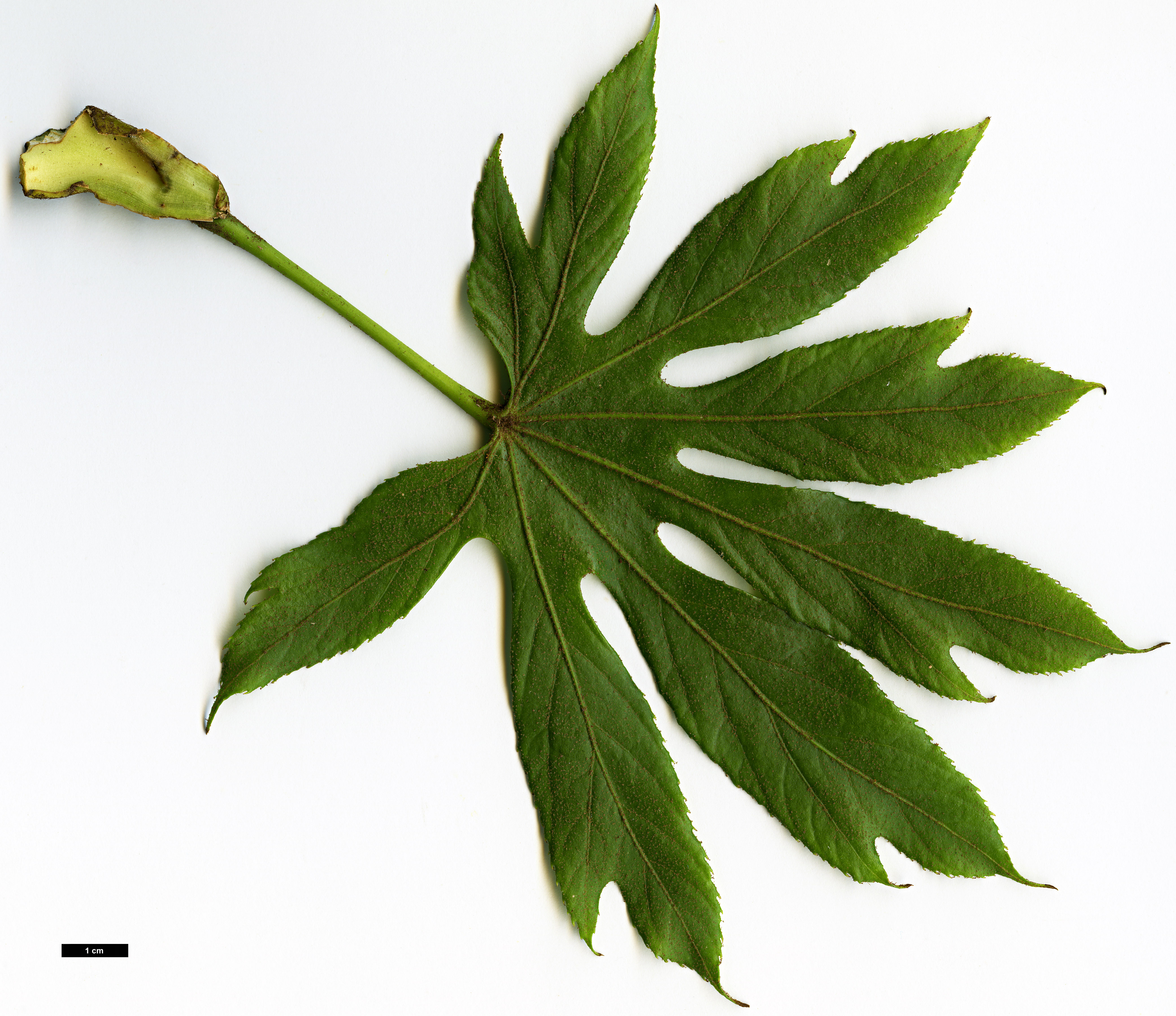 High resolution image: Family: Araliaceae - Genus: Trevesia - Taxon: palmata
