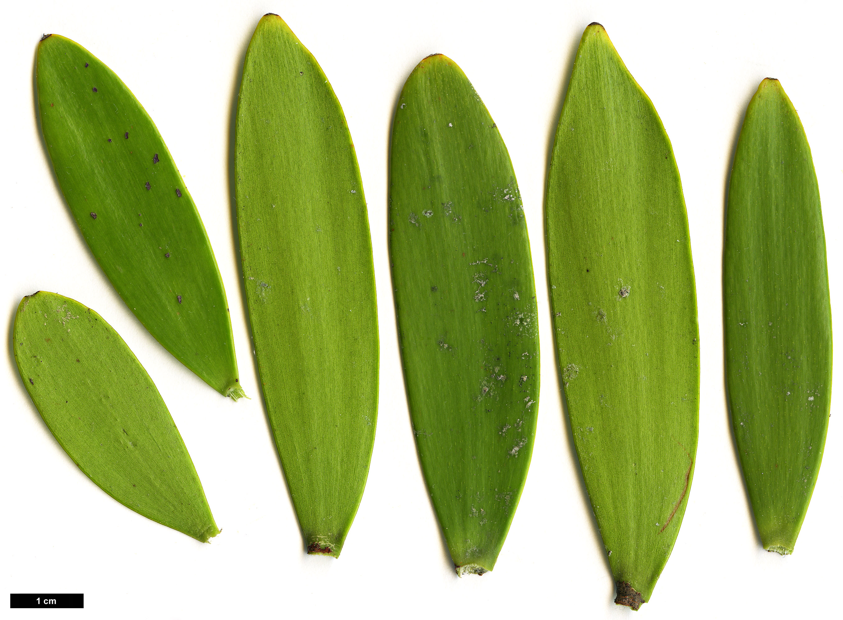 High resolution image: Family: Araucariaceae - Genus: Agathis - Taxon: australis