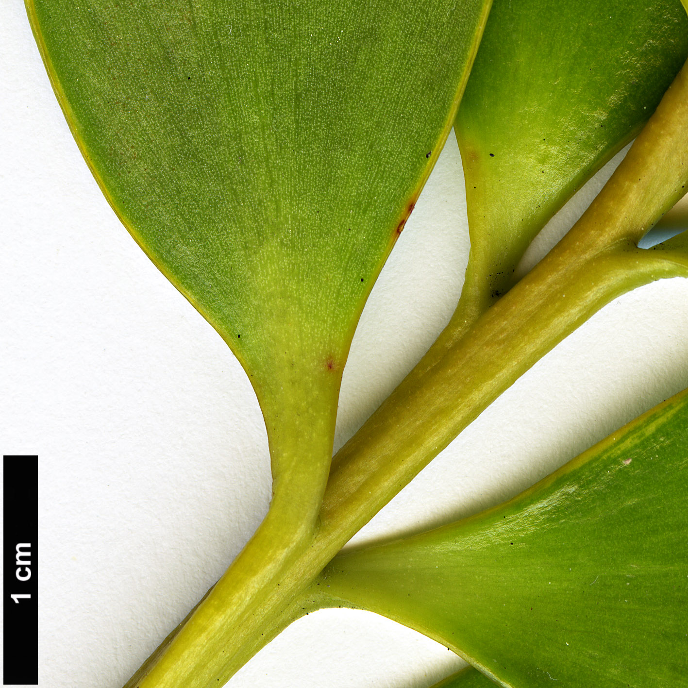 High resolution image: Family: Araucariaceae - Genus: Agathis - Taxon: philippinensis
