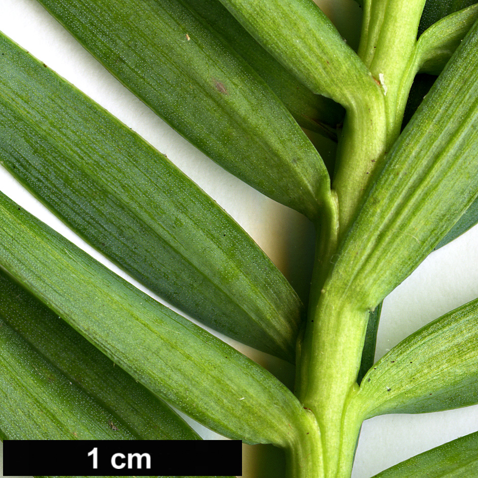 High resolution image: Family: Araucariaceae - Genus: Araucaria - Taxon: angustifolia