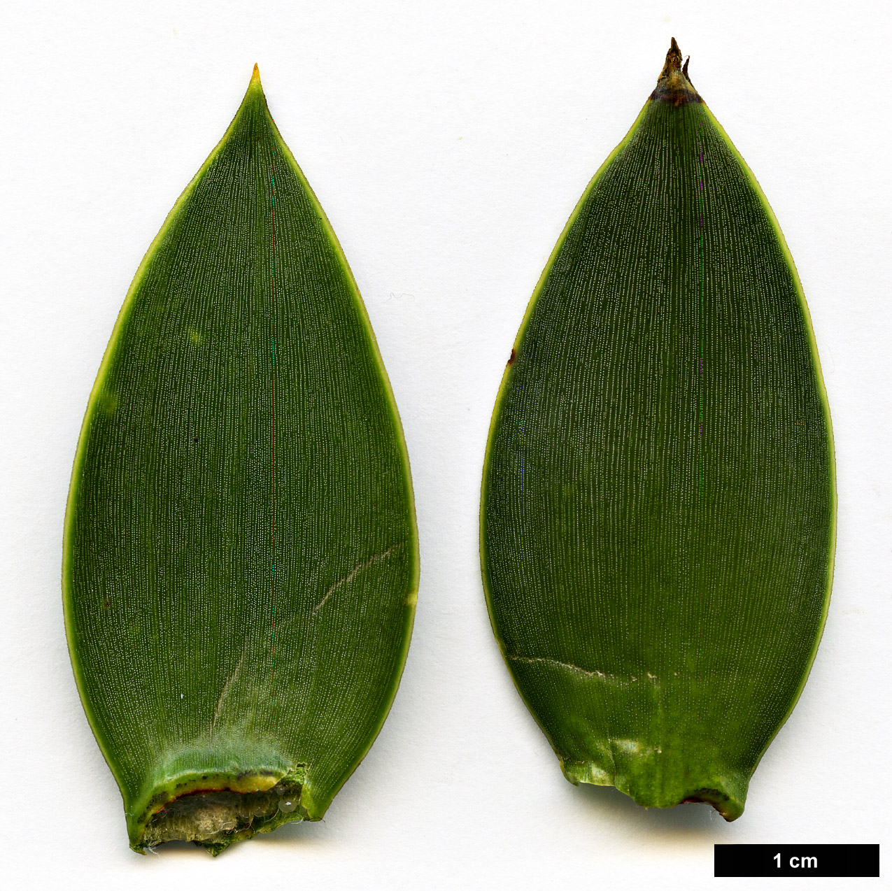 High resolution image: Family: Araucariaceae - Genus: Araucaria - Taxon: araucana
