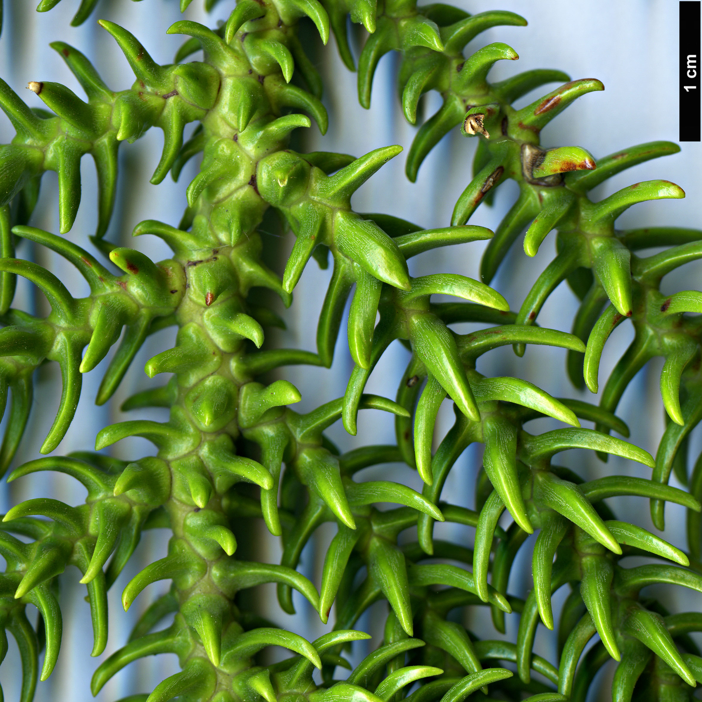 High resolution image: Family: Araucariaceae - Genus: Araucaria - Taxon: biramulata