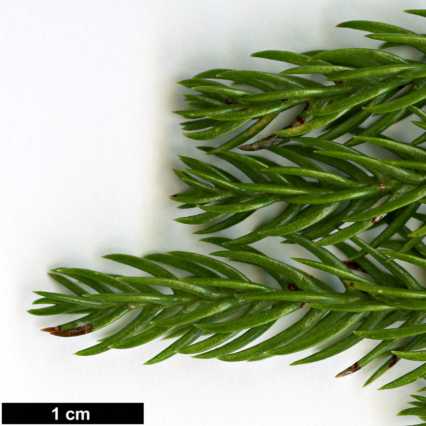 High resolution image: Family: Araucariaceae - Genus: Araucaria - Taxon: heterophylla