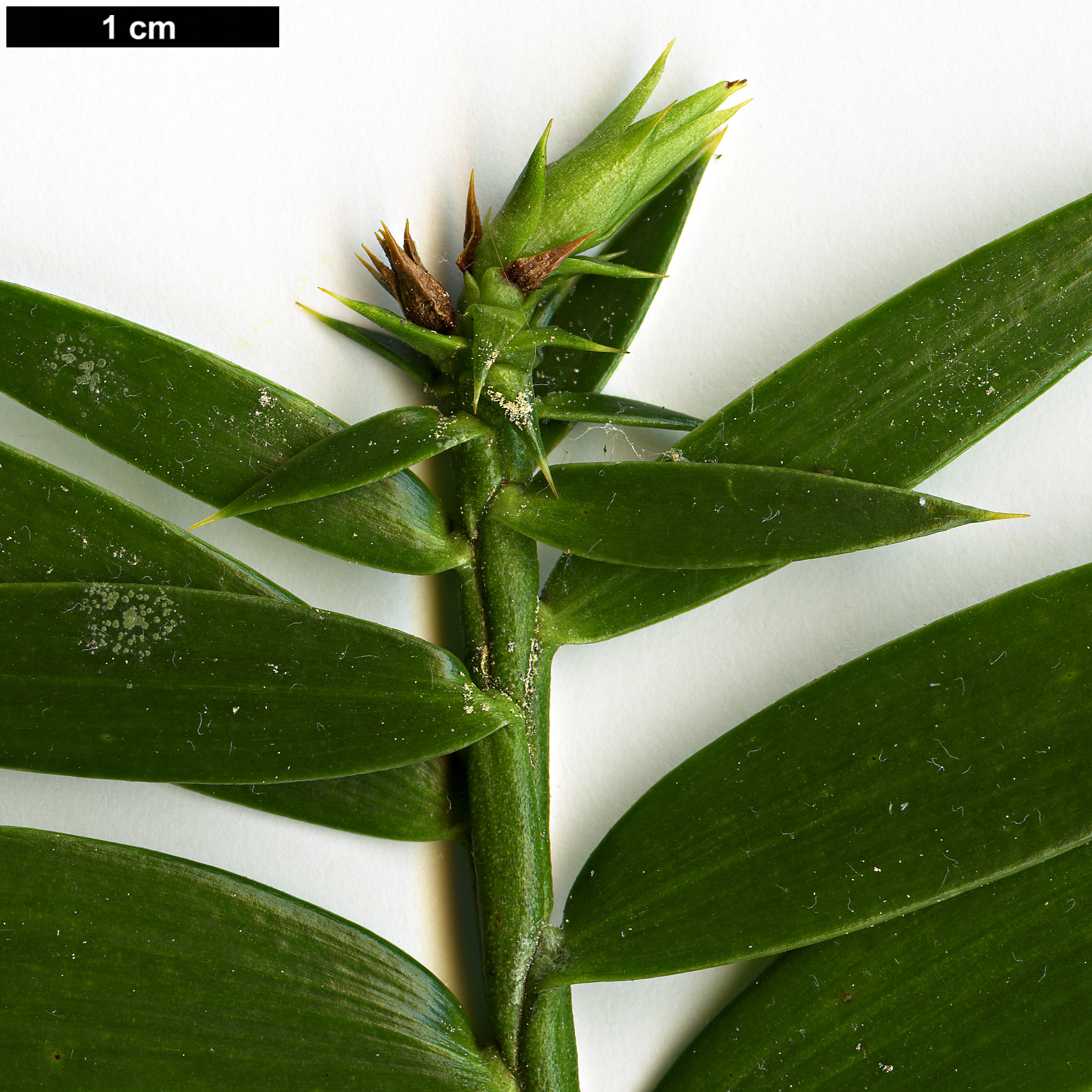 High resolution image: Family: Araucariaceae - Genus: Araucaria - Taxon: hunsteinii