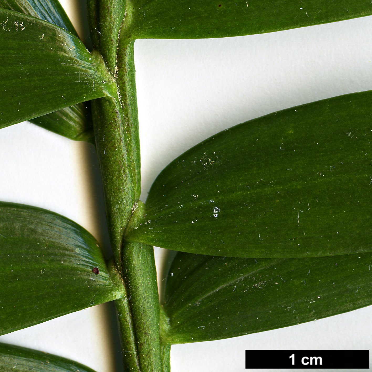 High resolution image: Family: Araucariaceae - Genus: Araucaria - Taxon: hunsteinii