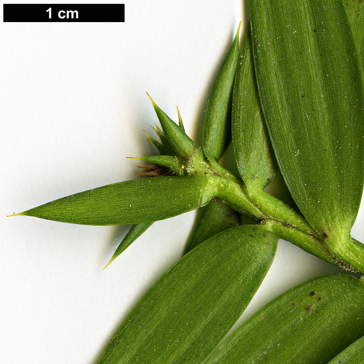 High resolution image: Family: Araucariaceae - Genus: Araucaria - Taxon: hunsteinii