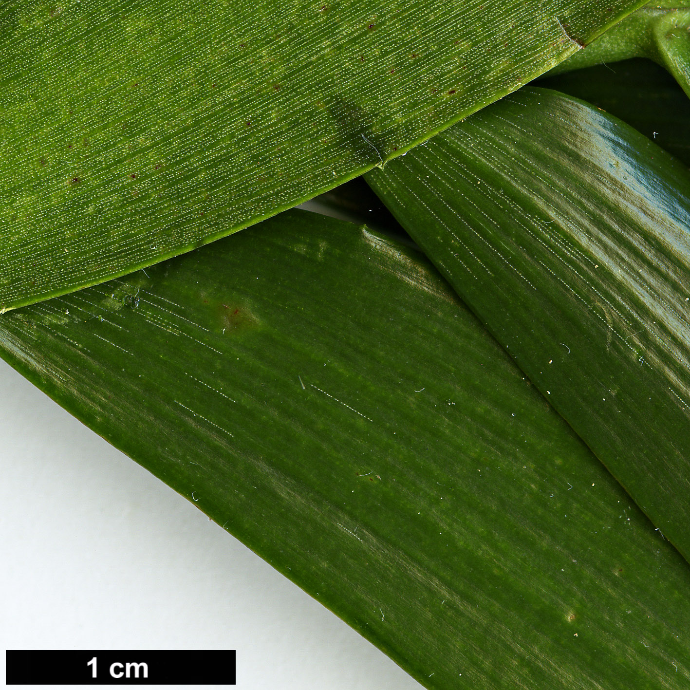 High resolution image: Family: Araucariaceae - Genus: Araucaria - Taxon: hunsteinii