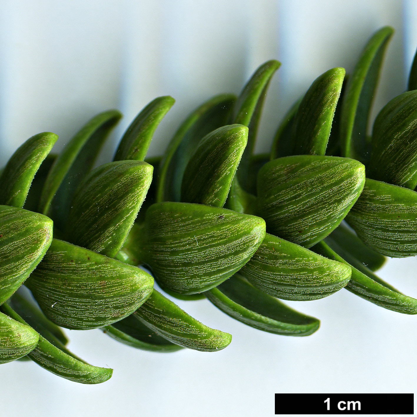 High resolution image: Family: Araucariaceae - Genus: Araucaria - Taxon: laubenfelsii