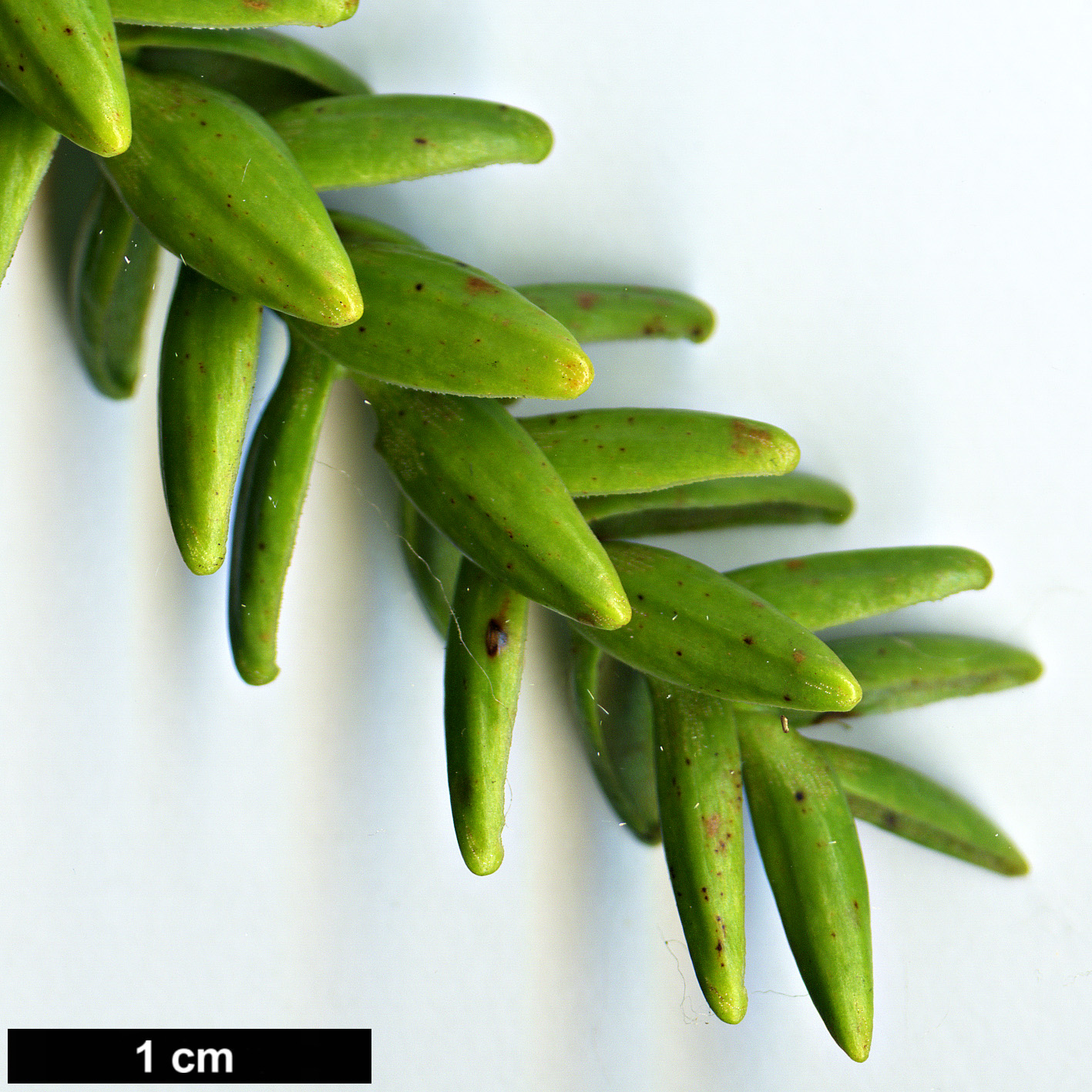 High resolution image: Family: Araucariaceae - Genus: Araucaria - Taxon: montana